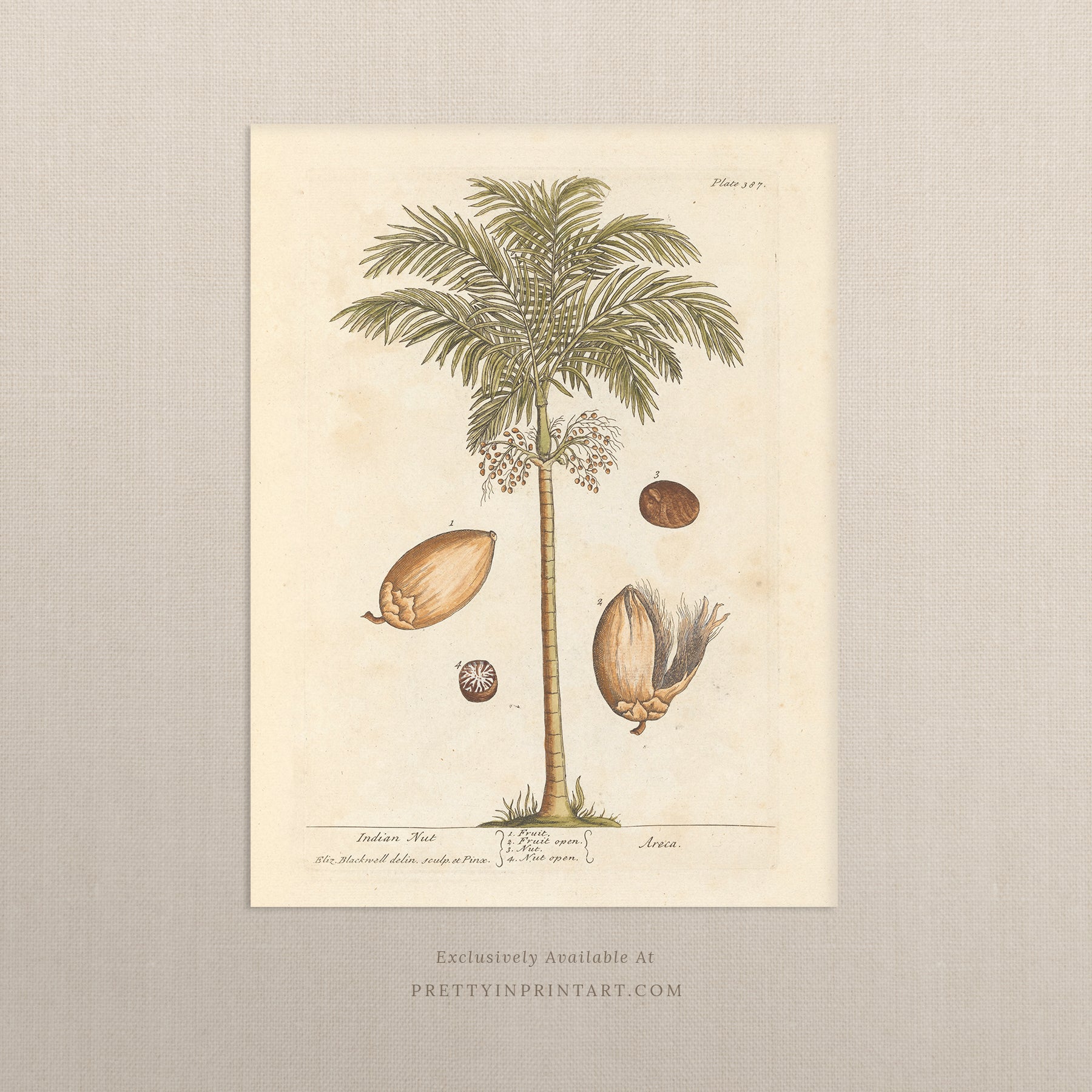 Vintage botanical art print, antique floral illustration, collectible wall decor for home or office