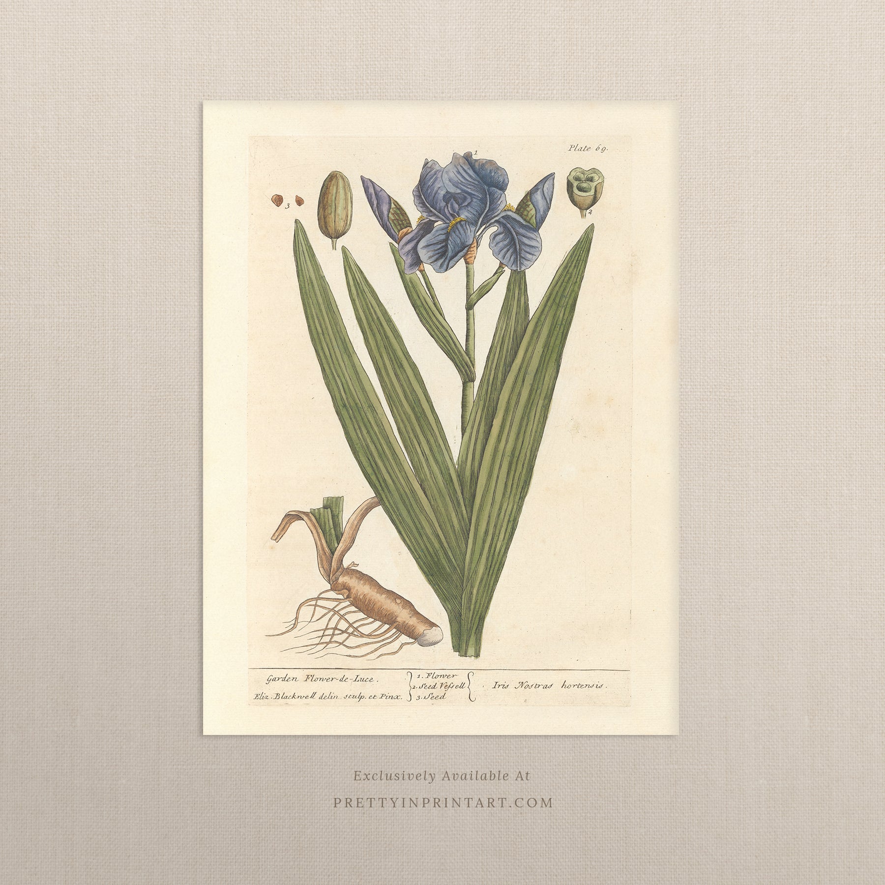 Vintage botanical art print, antique floral illustration, collectible wall decor for home or office