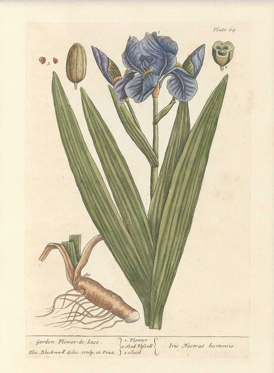 Antique Botanical Art 0058 - Iris |  Unframed