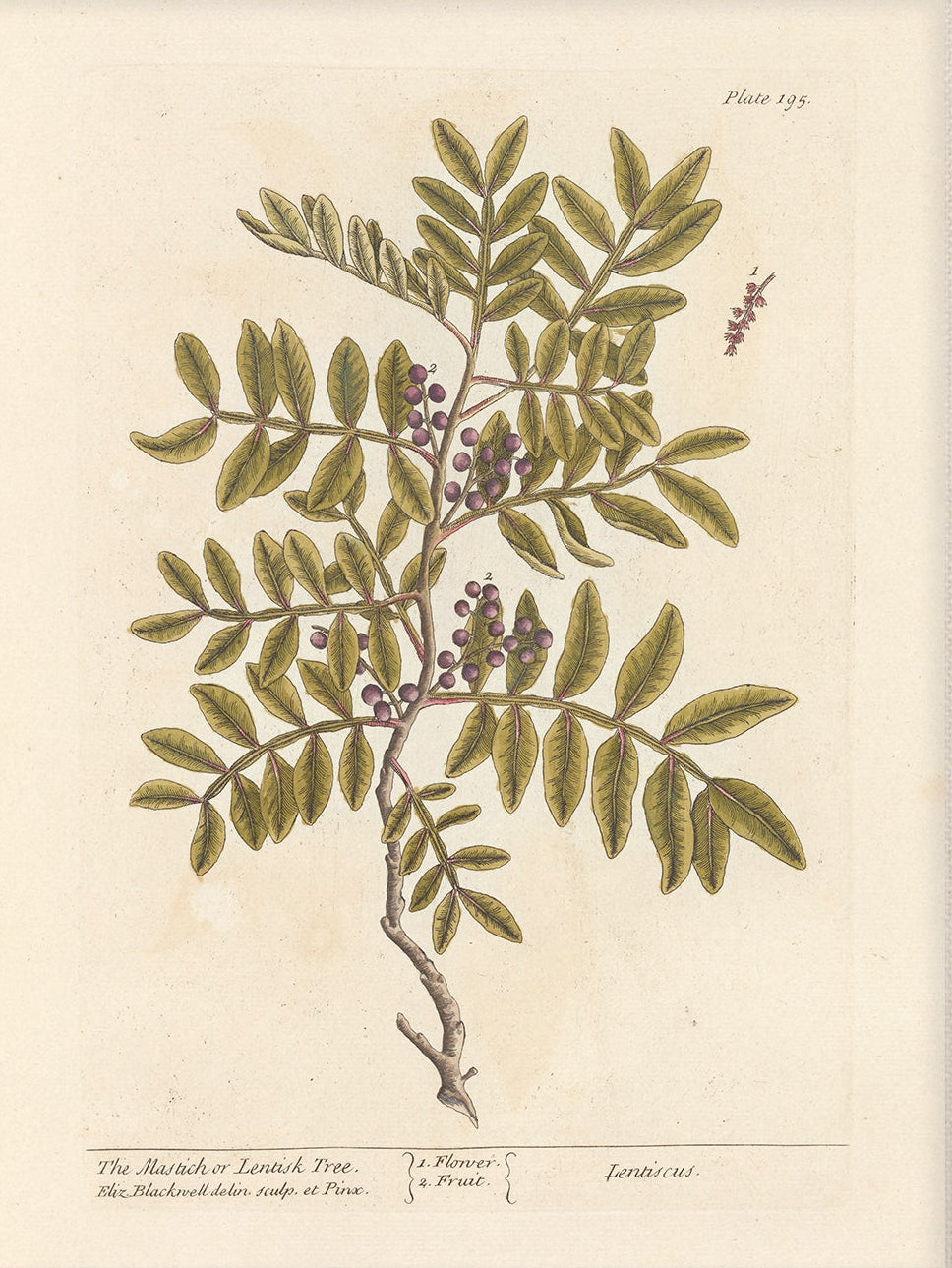 Antique Botanical Art 0058 - Lentisk Tree |  Unframed