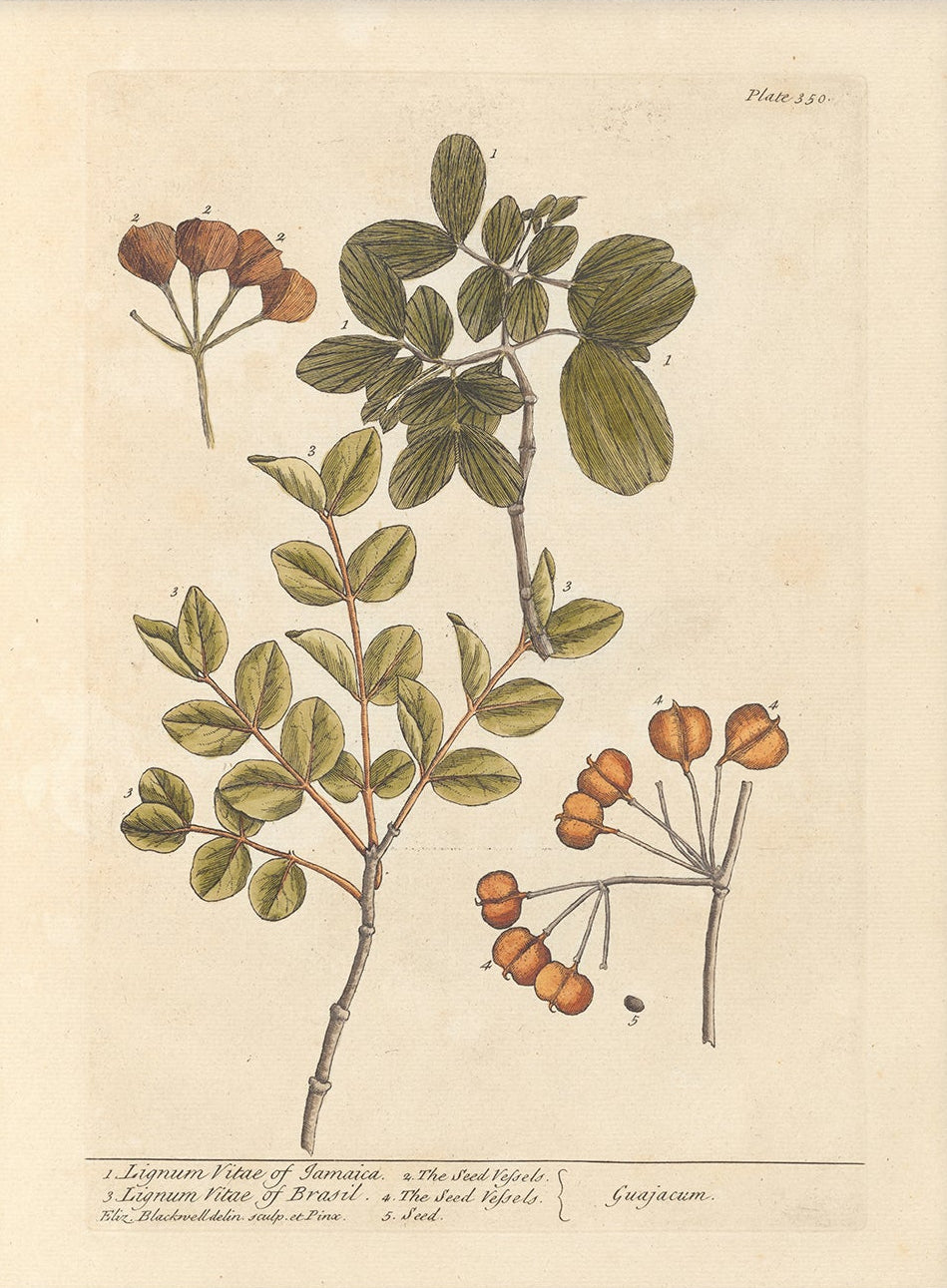 Antique Botanical Art 0058 - Lignum Vitae |  Unframed