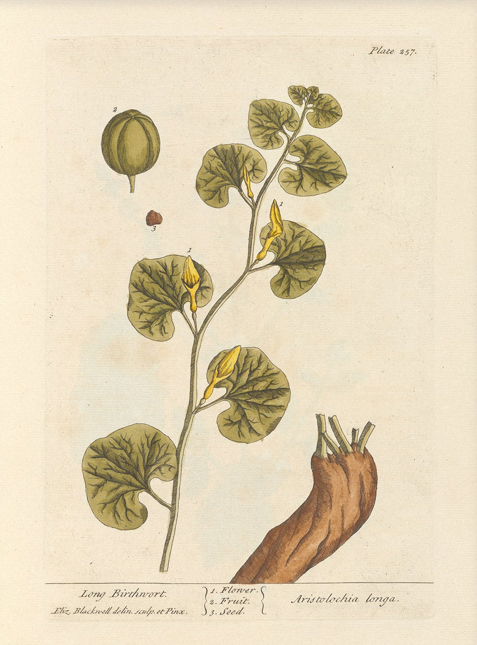 Antique Botanical Art 0058 - Long Birthwort |  Unframed