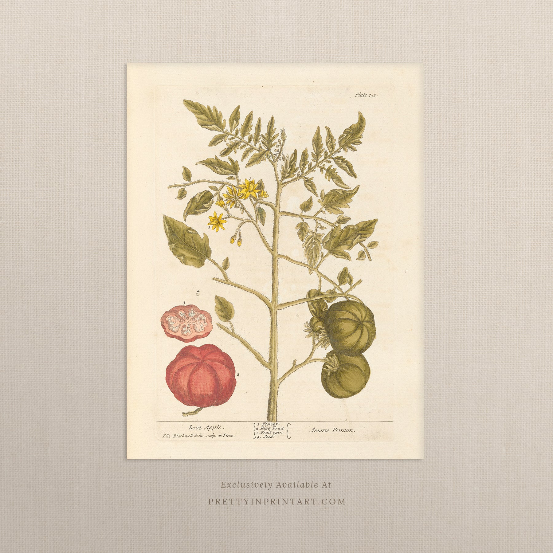 Vintage botanical art print, antique floral illustration, collectible wall decor for home or office