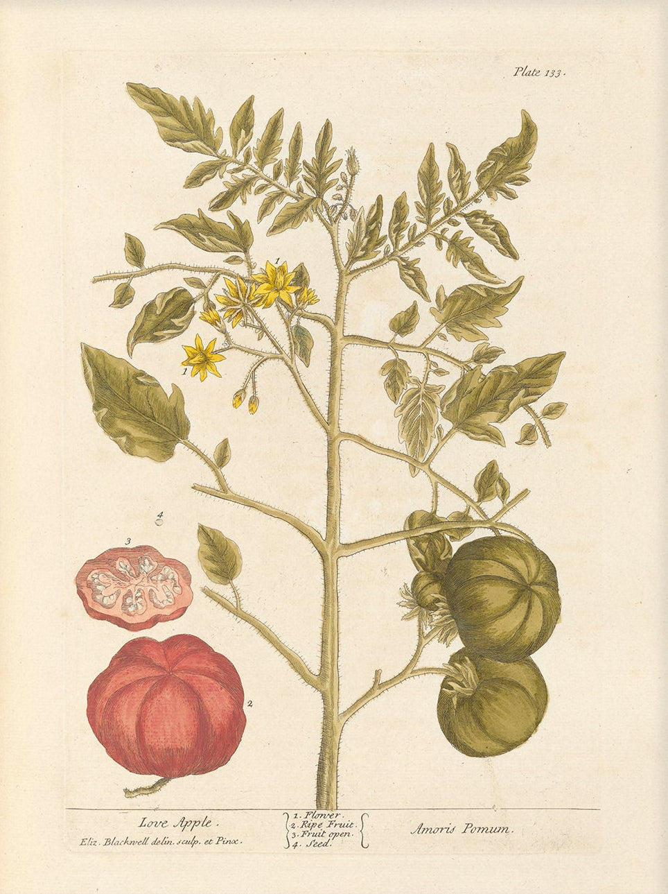 Antique Botanical Art 0058 - Love Apple |  Unframed
