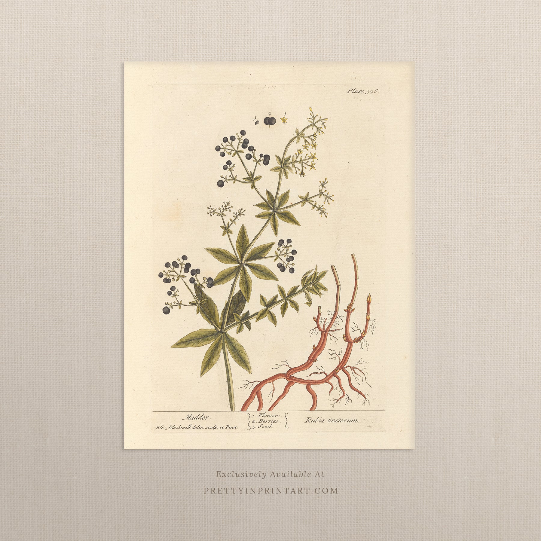 Vintage botanical art print, antique floral illustration, collectible wall decor for home or office