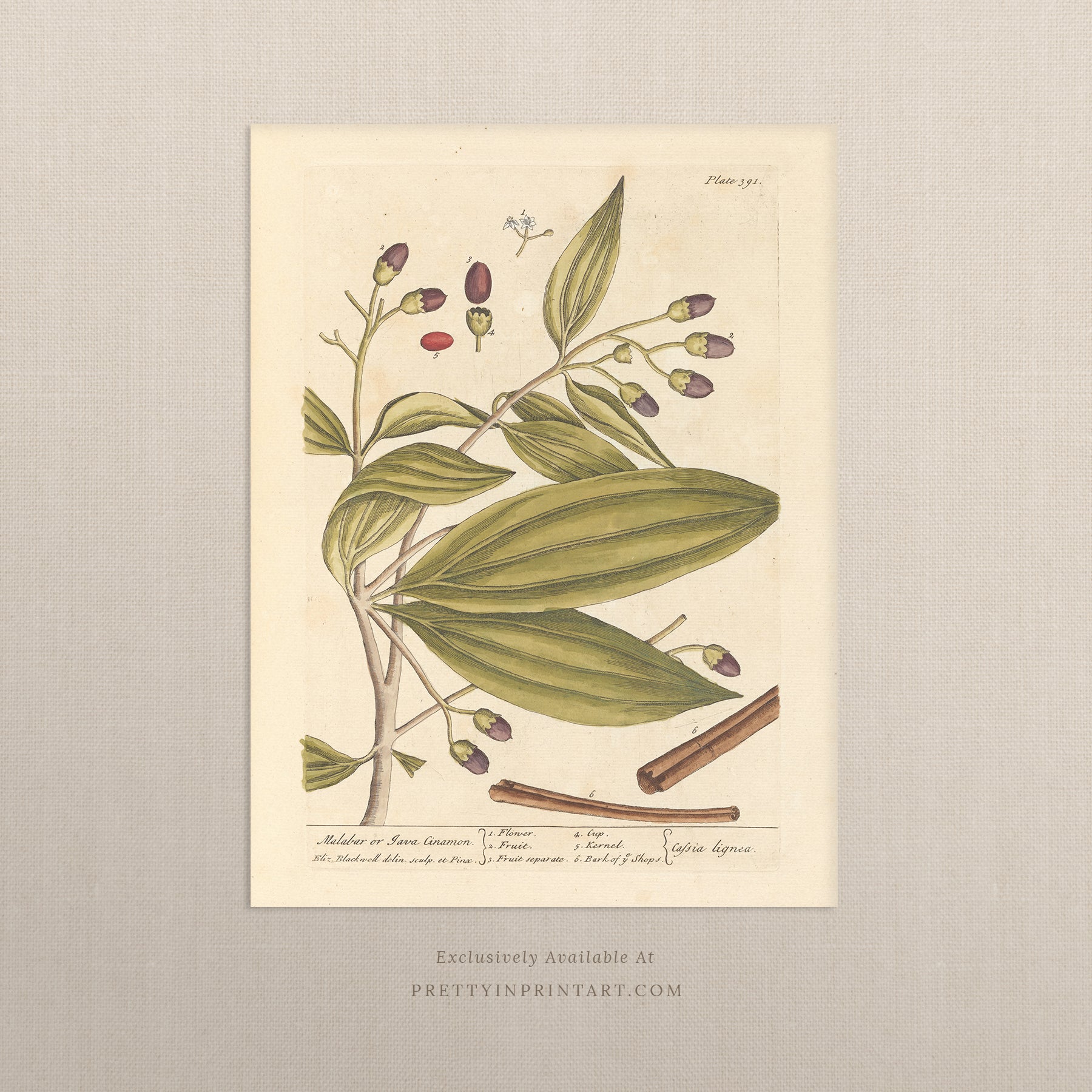 Vintage botanical art print, antique floral illustration, collectible wall decor for home or office