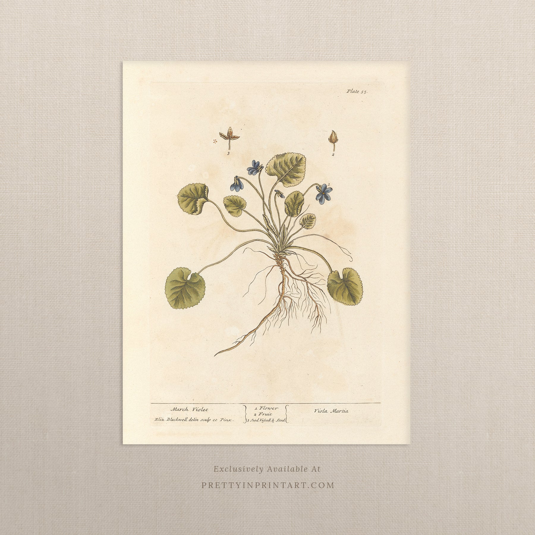 Vintage botanical art print, antique floral illustration, collectible wall decor for home or office