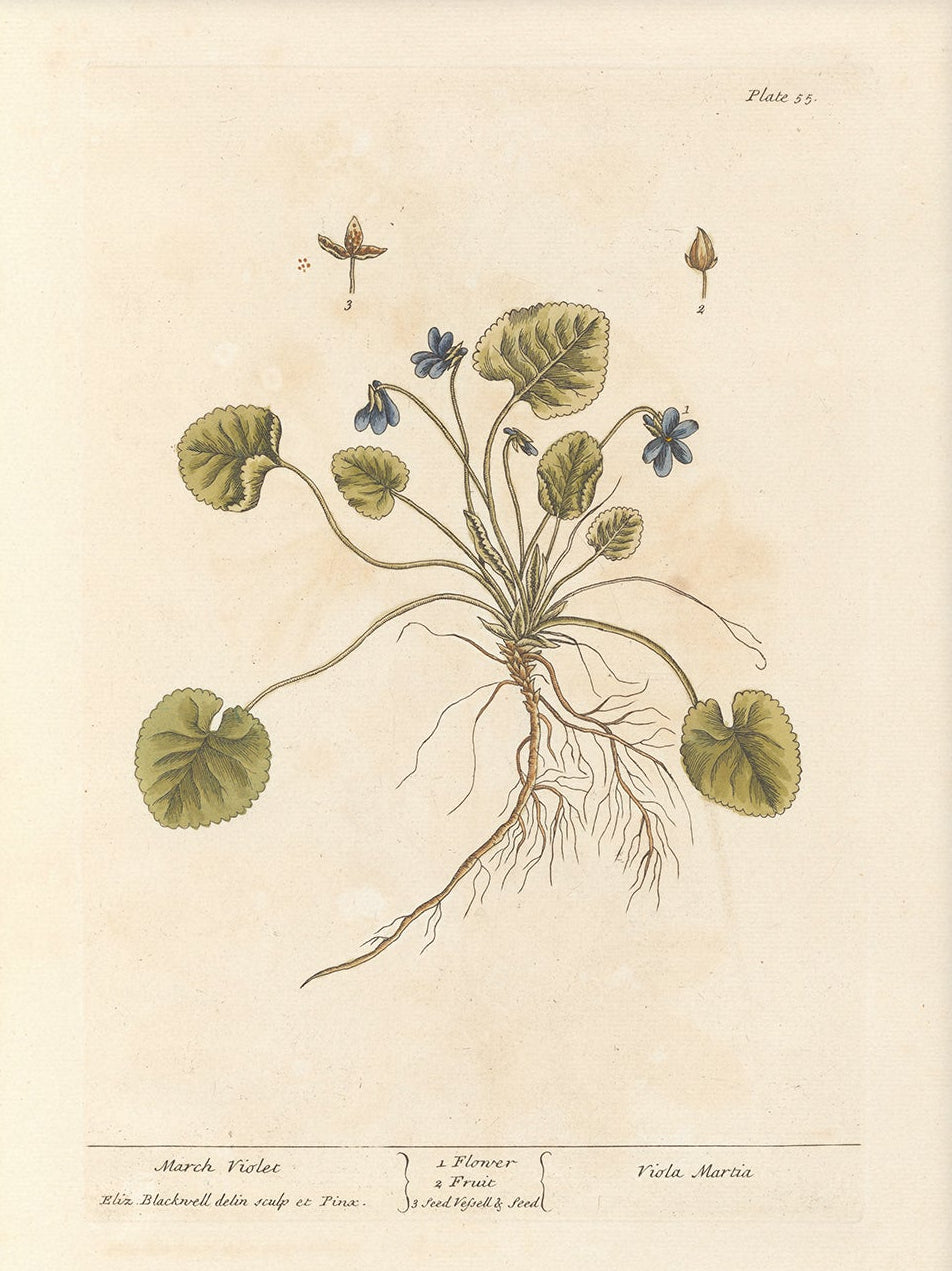 Antique Botanical Art 0058 - March Violet |  Unframed