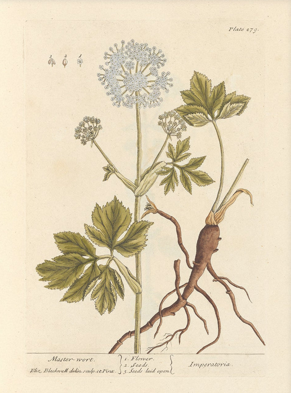 Antique Botanical Art 0058 - Masterwort |  Unframed