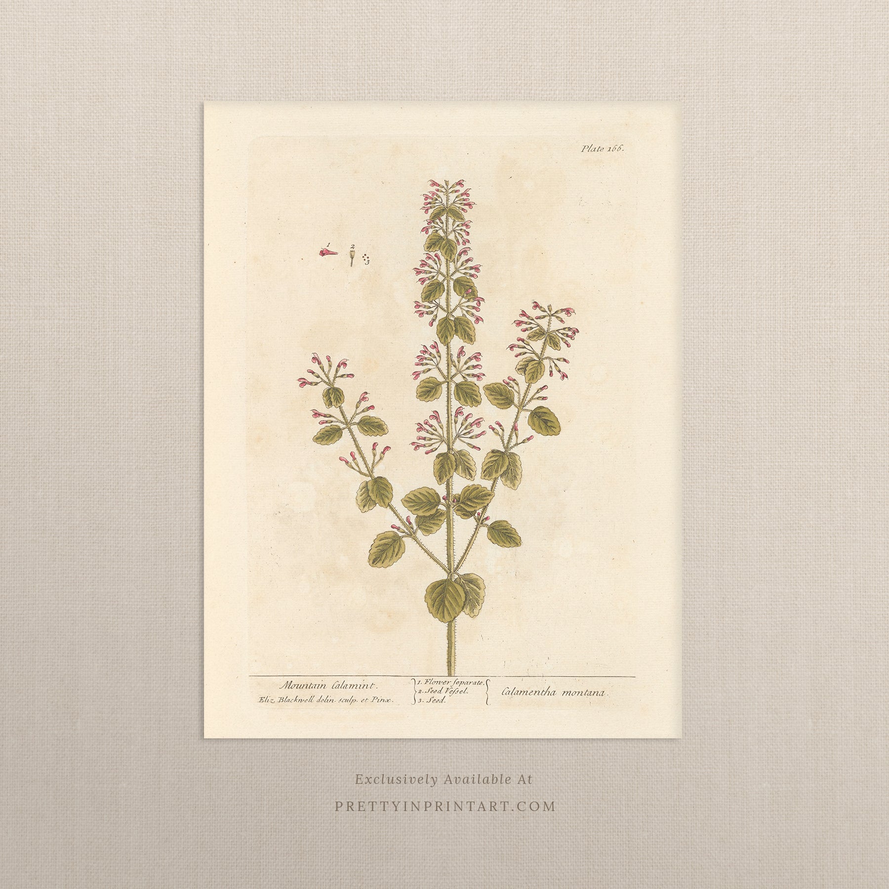 Antique botanical art print, vintage floral artwork, perfect collectible gift for plant and garden enthusiasts