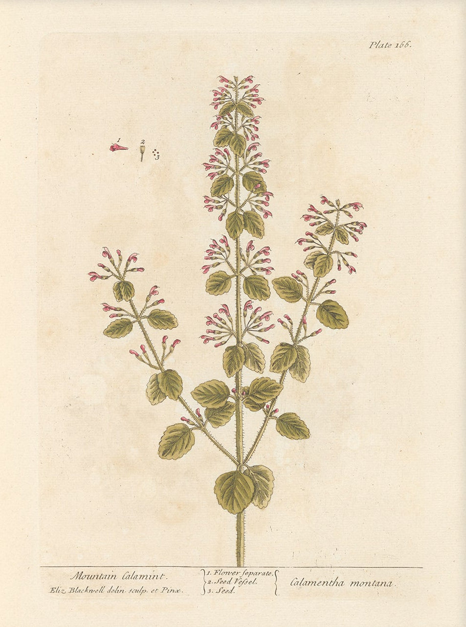 Antique Botanical Art 0058 - Mountain Calamint |  Unframed