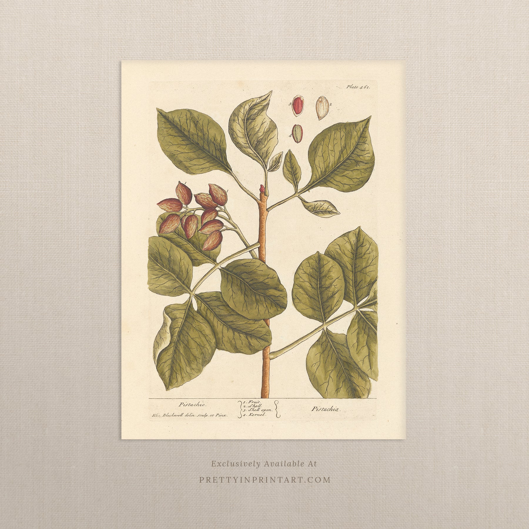 Antique botanical art print, vintage floral artwork, perfect collectible gift for plant and garden enthusiasts