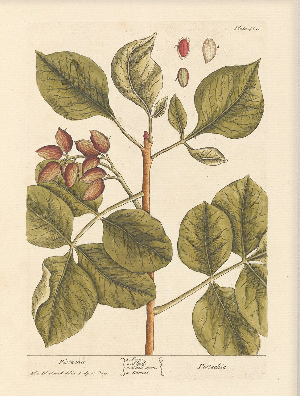 Antique Botanical Art 0058 - Pistachio |  Unframed