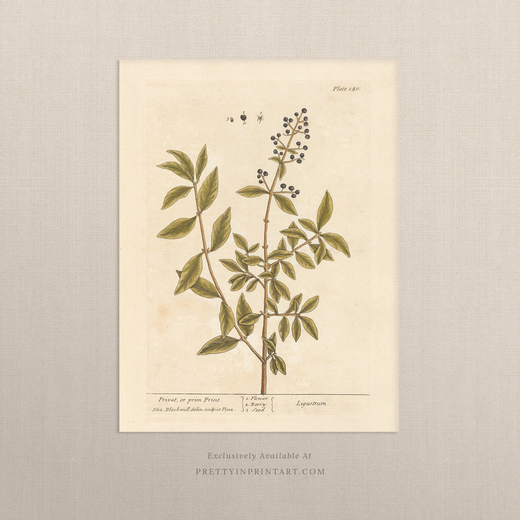 Antique botanical art print, vintage floral artwork, perfect collectible gift for plant and garden enthusiasts