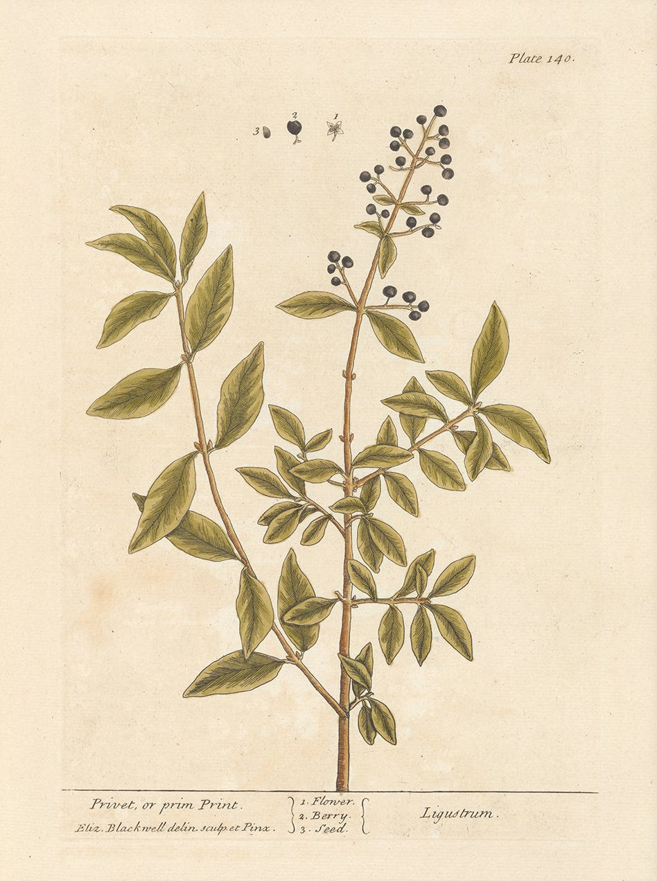 Antique Botanical Art 0058 - Privet |  Unframed