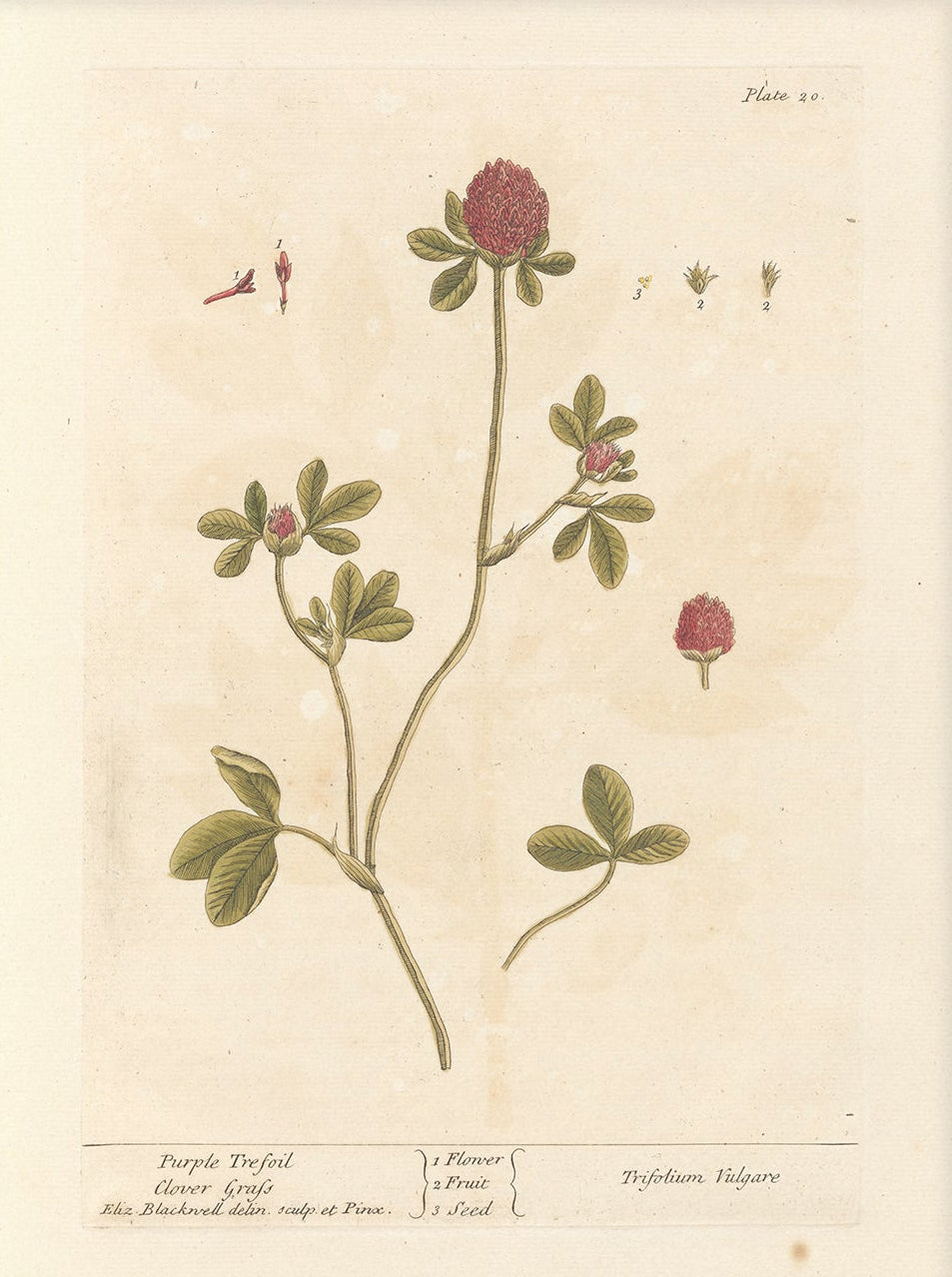 Antique Botanical Art 0058 - Purple Trefoil |  Unframed