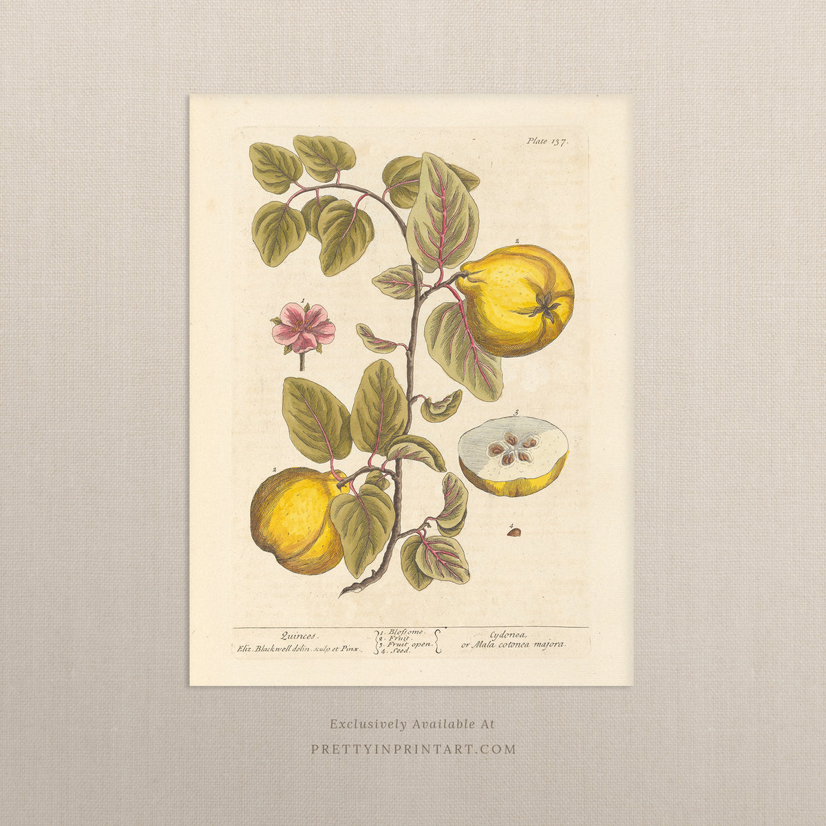 Quinces Botanical Art Print – Vintage Antique Fruit Illustration Giclée ...