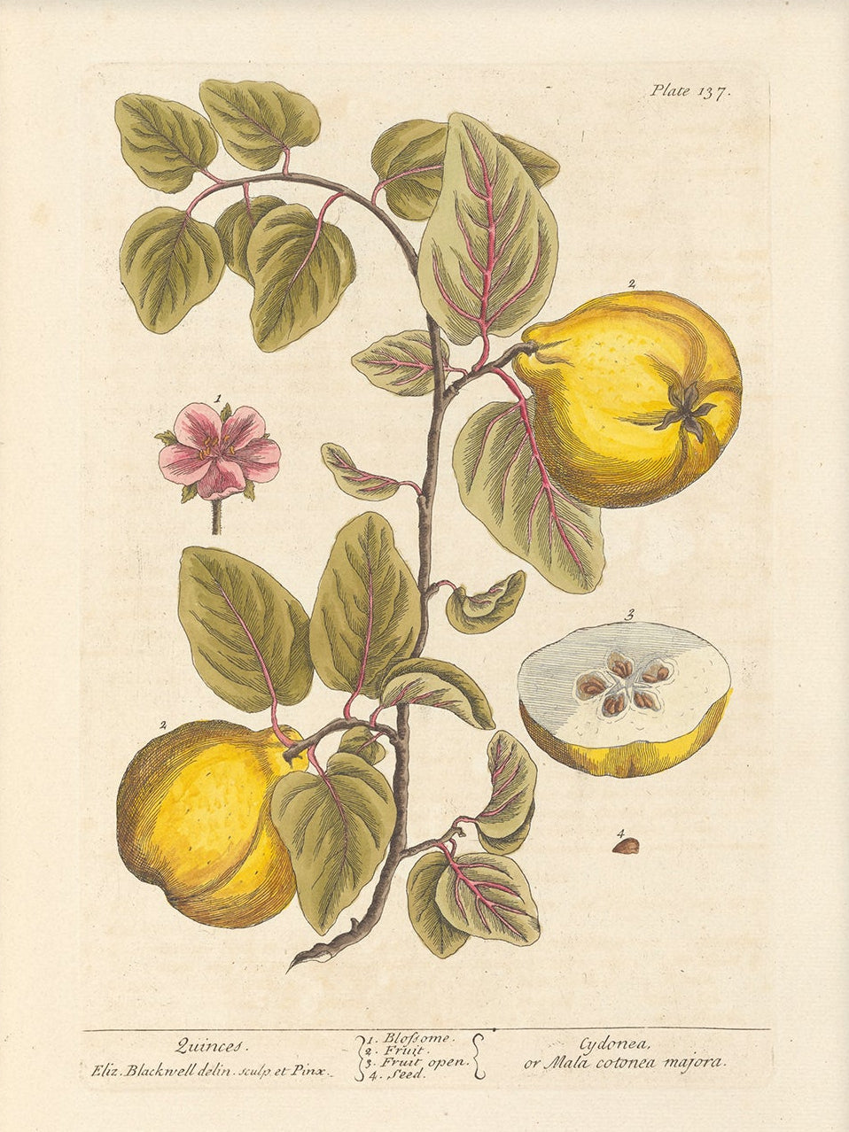 Antique Botanical Art 0058 - Quinces |  Unframed