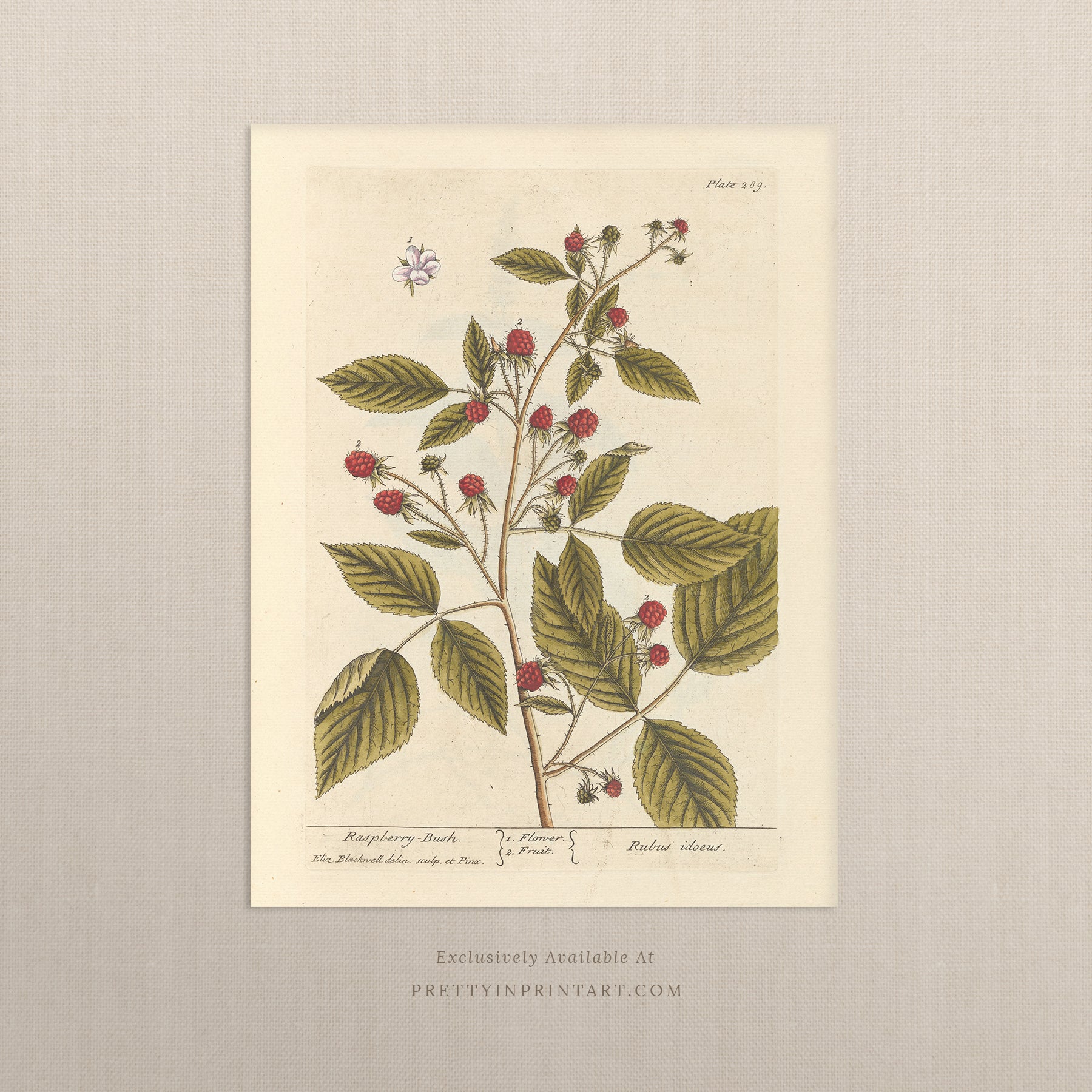 Vintage herb and flower illustration print, antique botanical artwork, elegant wall decor for home or study