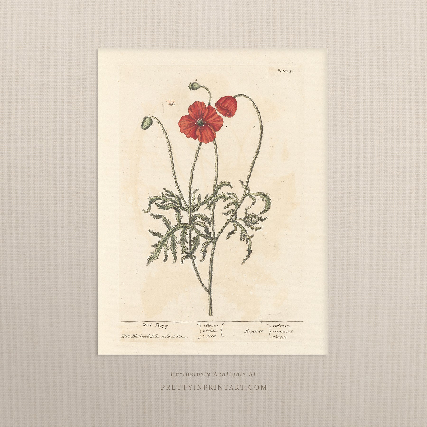 Vintage herb and flower illustration print, antique botanical artwork, elegant wall decor for home or study