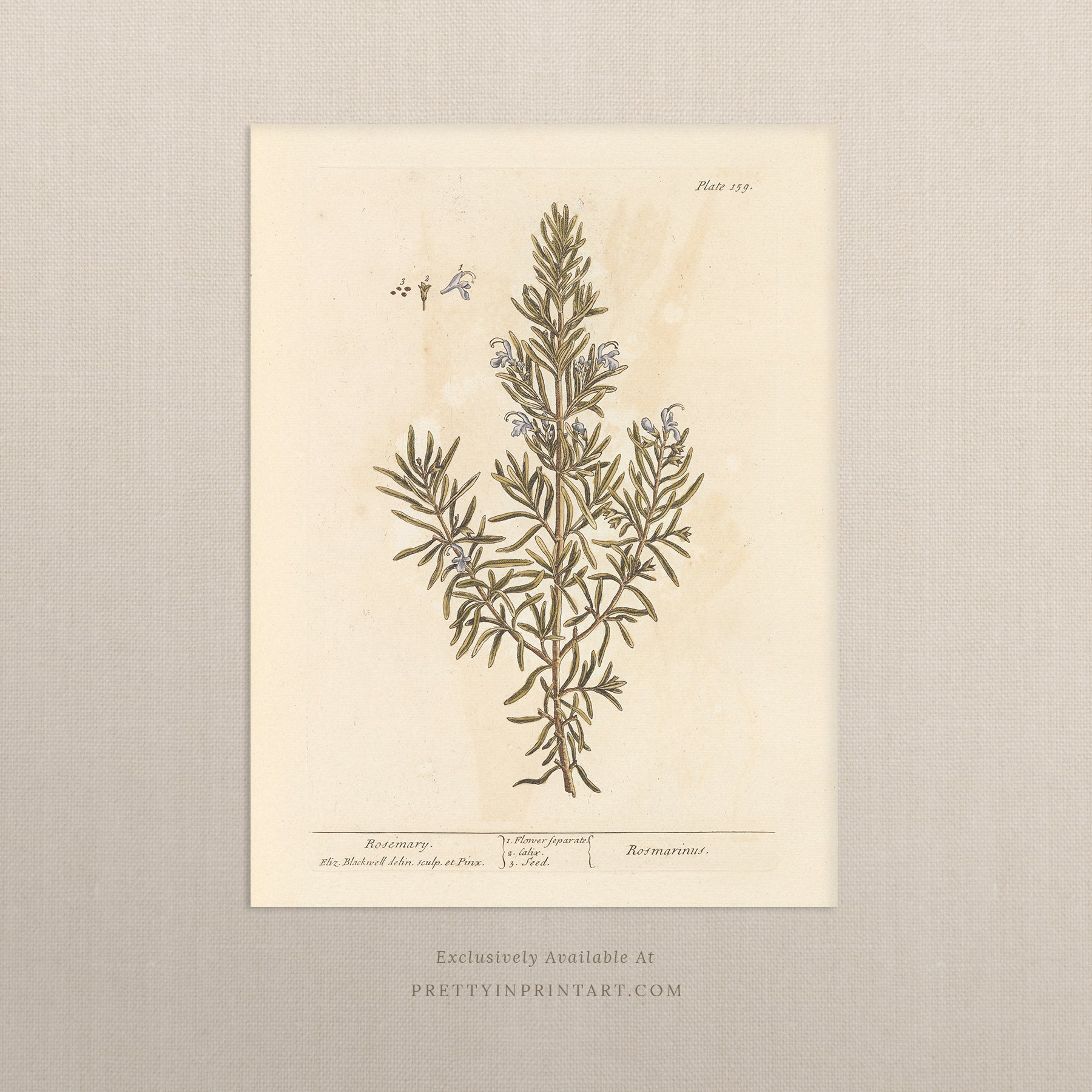 Vintage herb and flower illustration print, antique botanical artwork, elegant wall decor for home or study