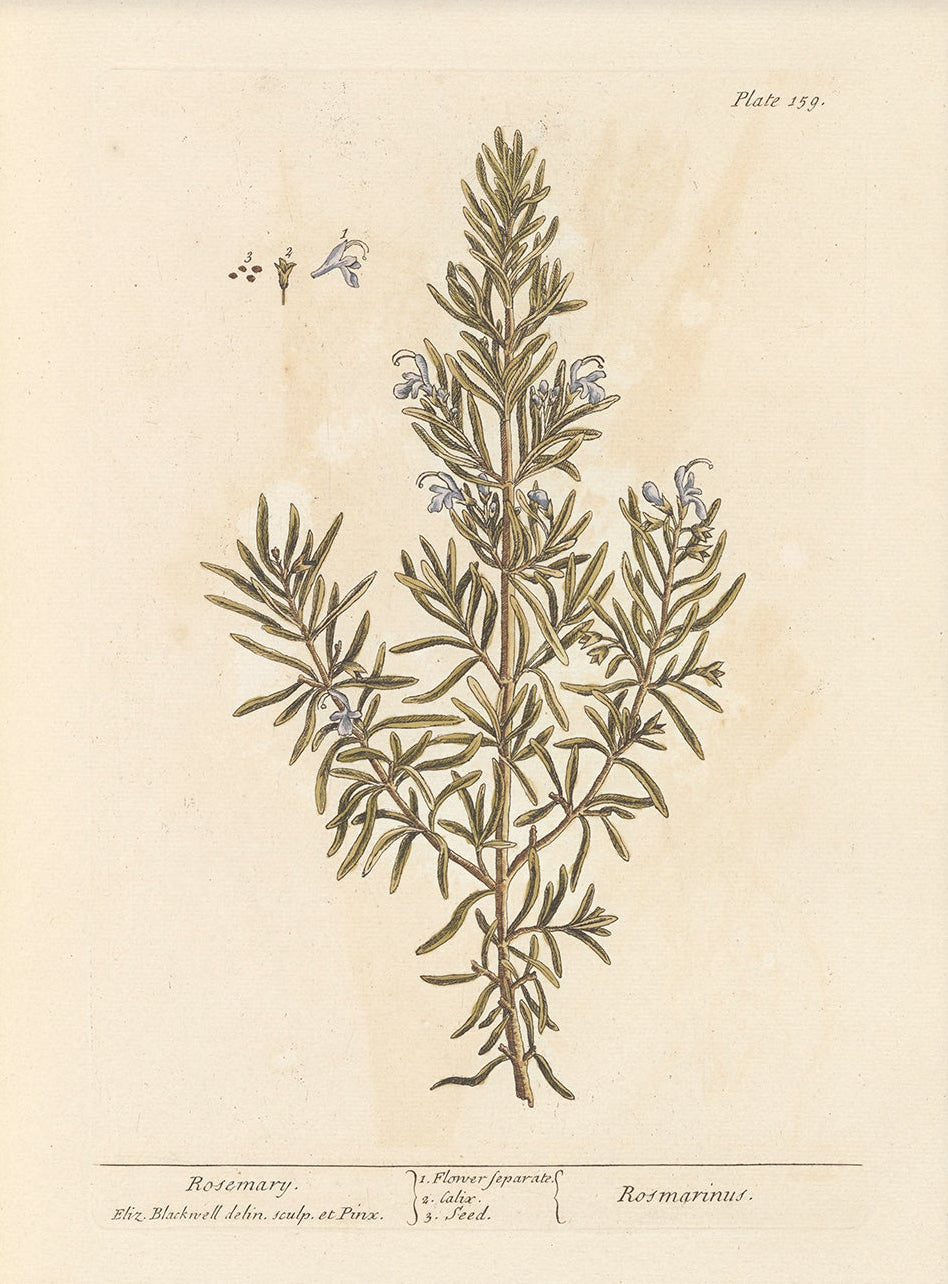 Antique Botanical Art 0058 - Rosemary |  Unframed