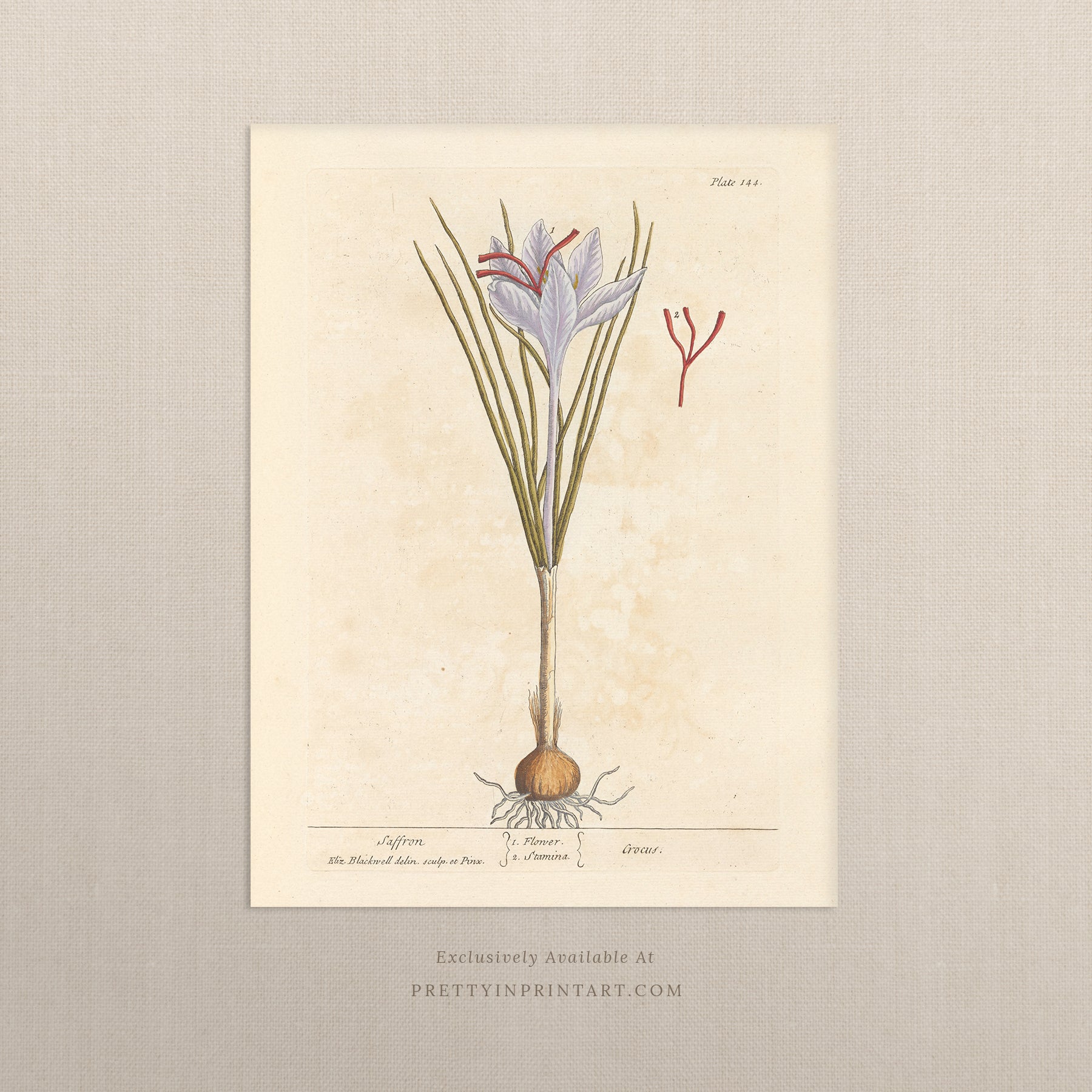 Vintage herb and flower illustration print, antique botanical artwork, elegant wall decor for home or study