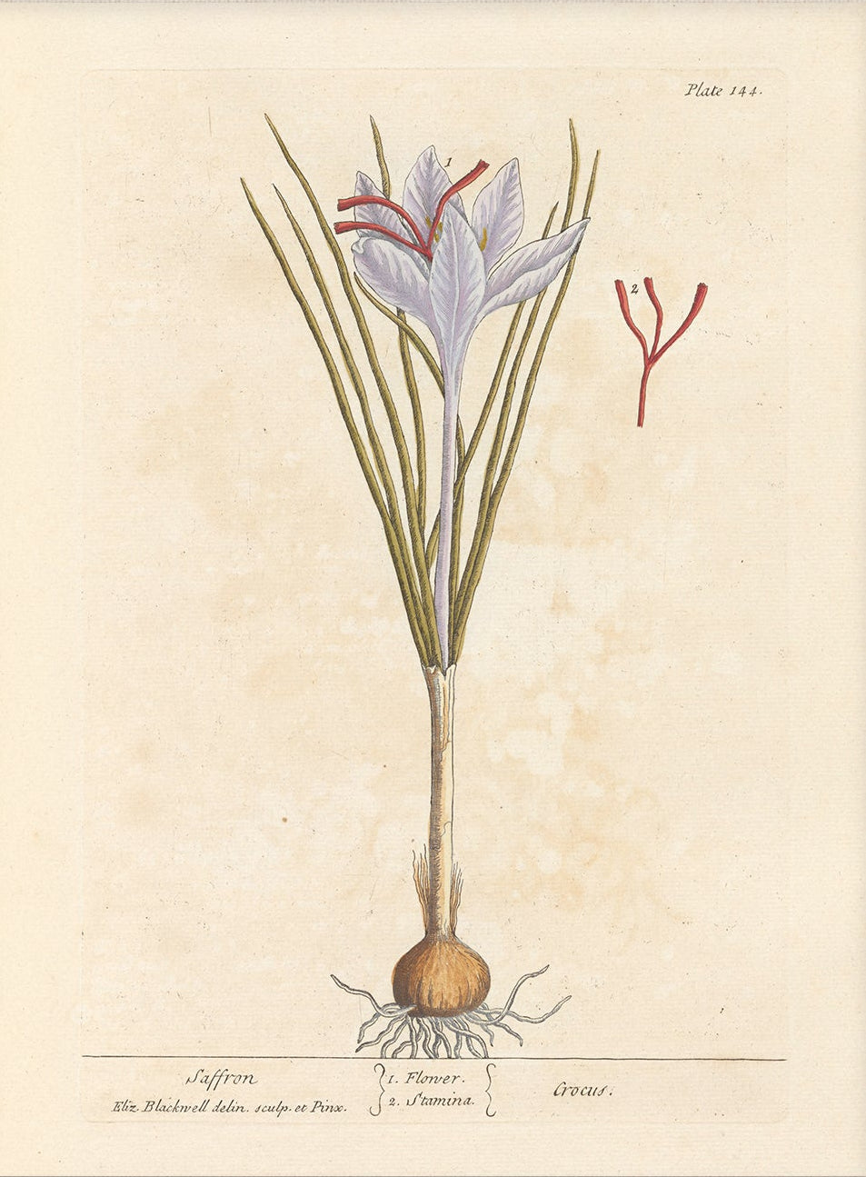 Antique Botanical Art 0058 - Saffron Crocus |  Unframed