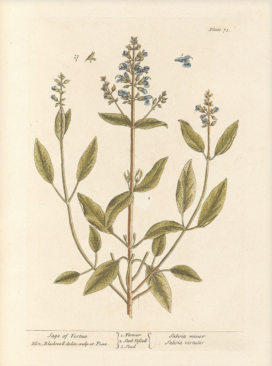Antique Botanical Art 0058 - Sage of Vertue |  Unframed