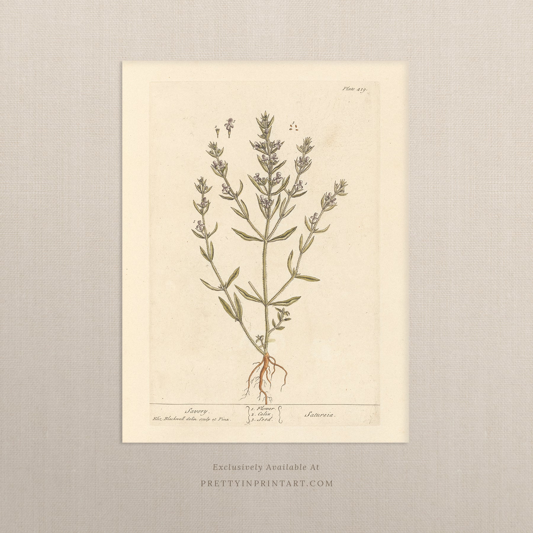 Vintage herb and flower illustration print, antique botanical artwork, elegant wall decor for home or study