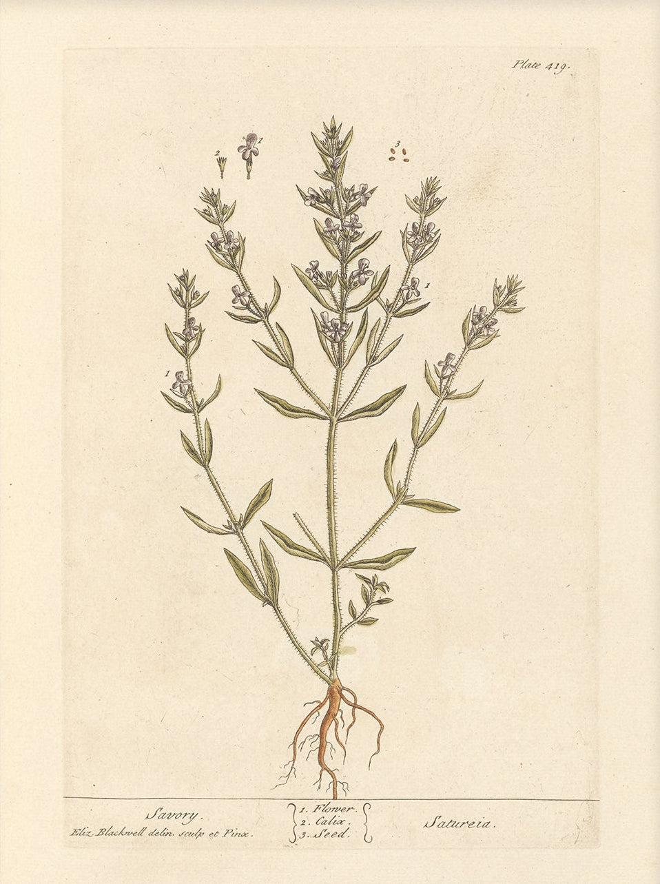 Antique Botanical Art 0058 - Savory |  Unframed
