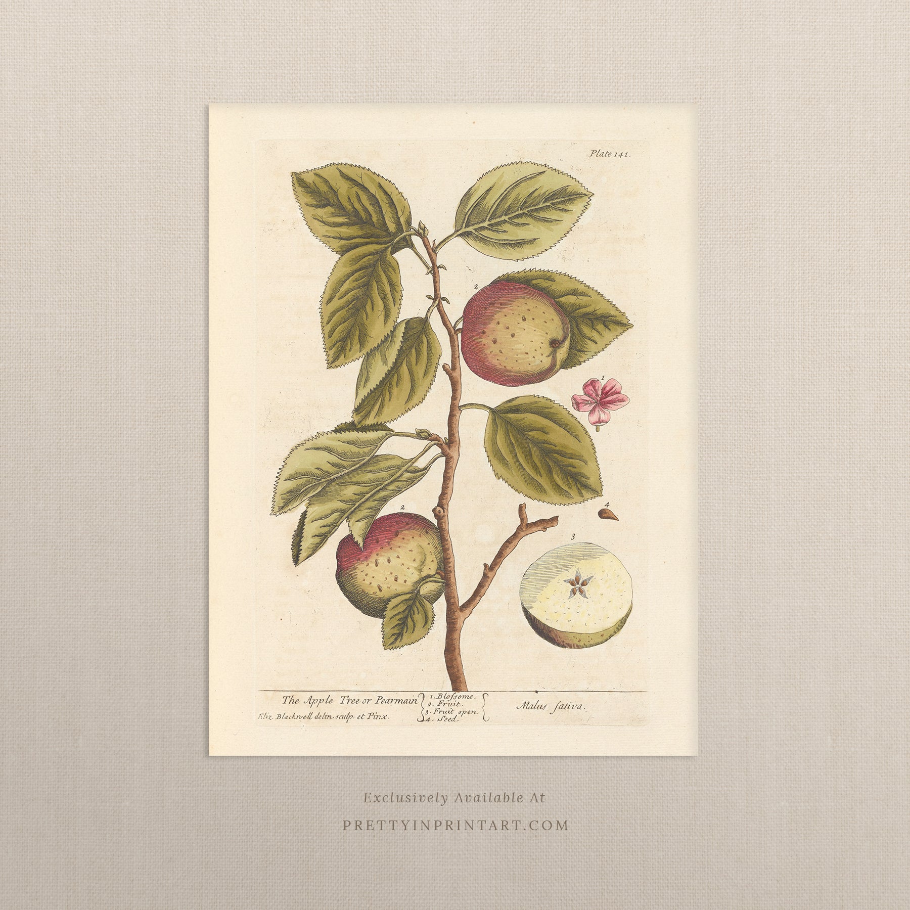 Vintage herb and flower illustration print, antique botanical artwork, elegant wall decor for home or study