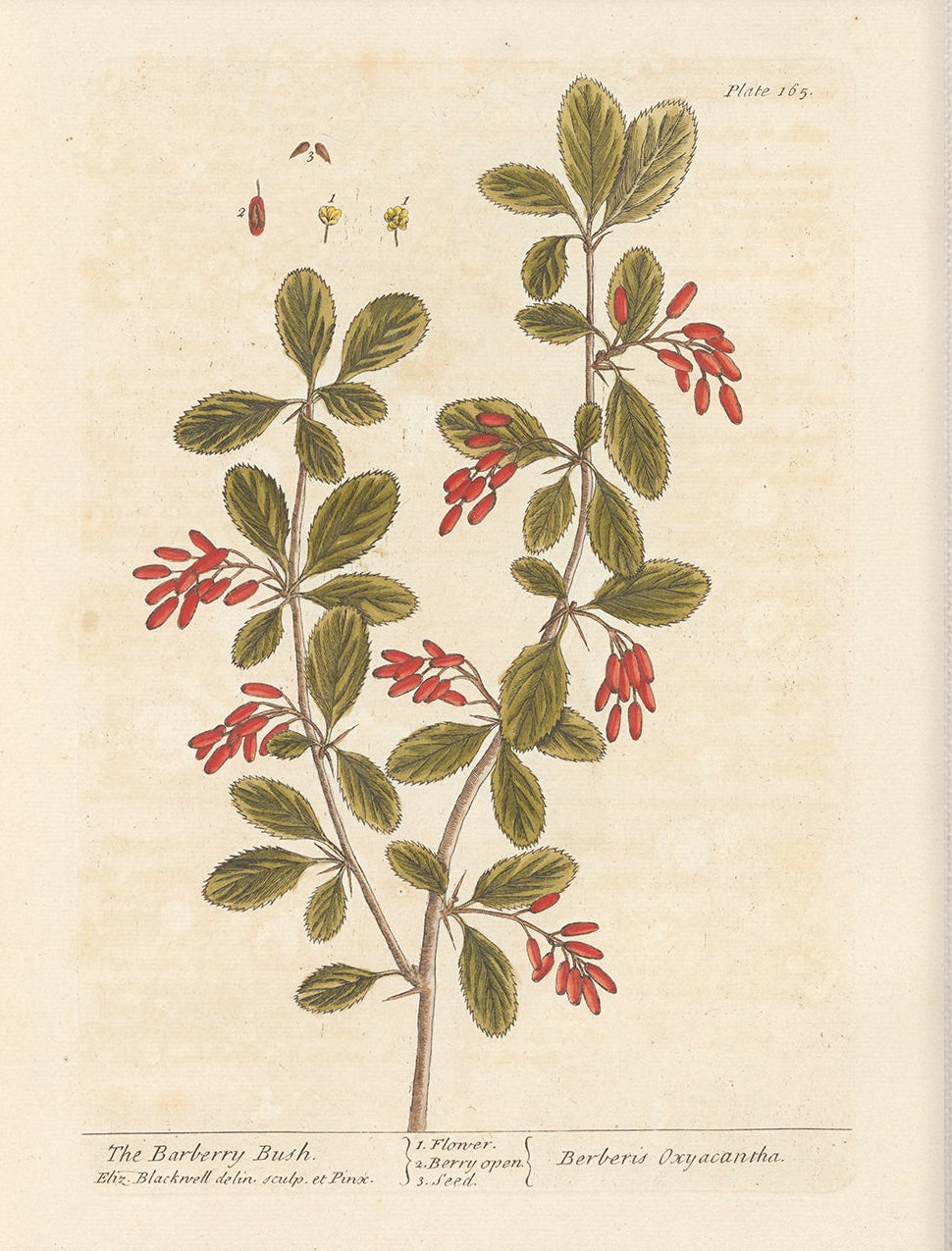 Antique Botanical Art 0058 - The Barberry Bush |  Unframed
