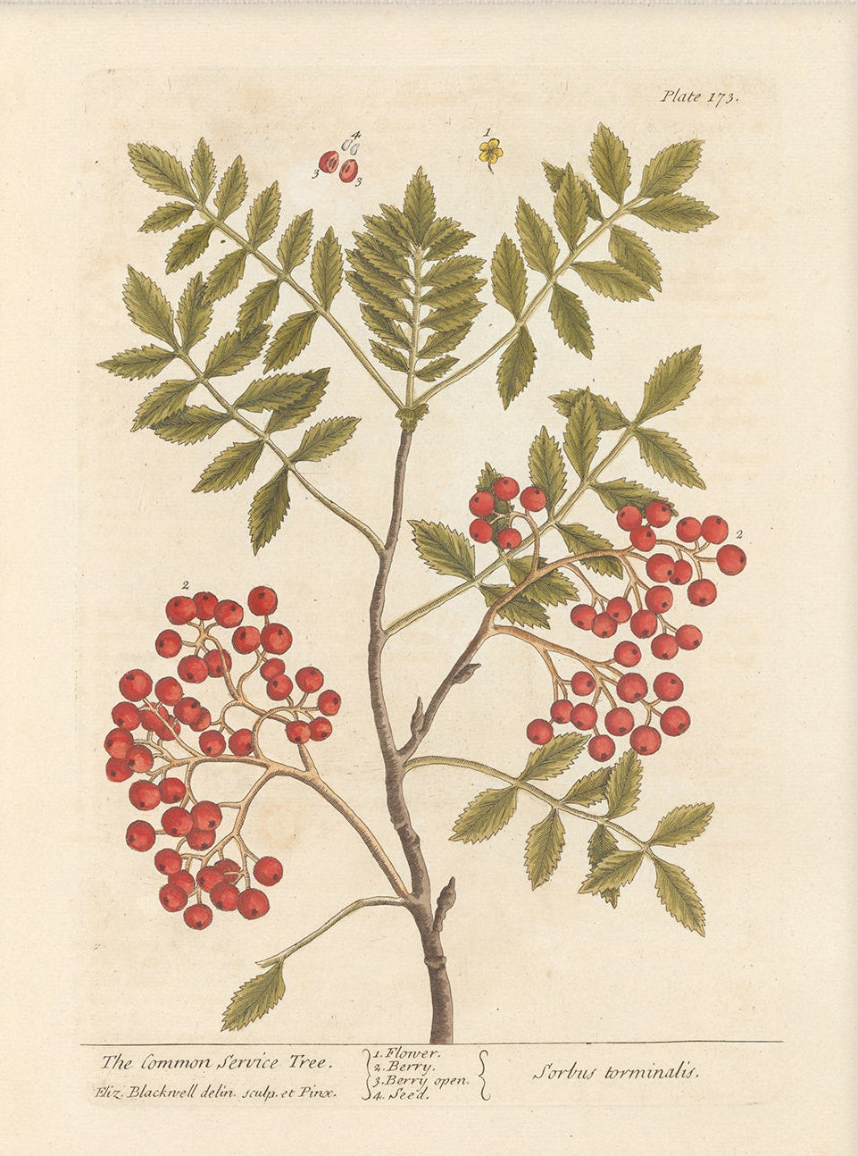 Antique Botanical Art 0058 - The Common Service Tree |  Unframed