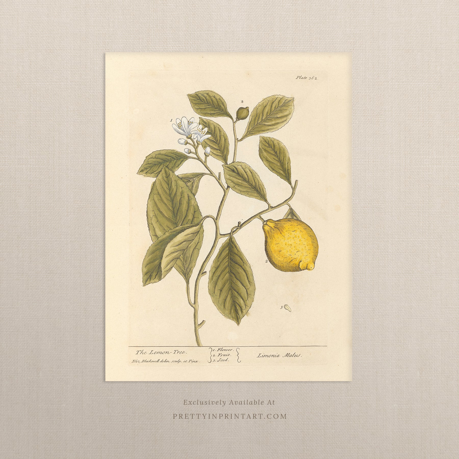 Vintage herb and flower illustration print, antique botanical artwork, elegant wall decor for home or study