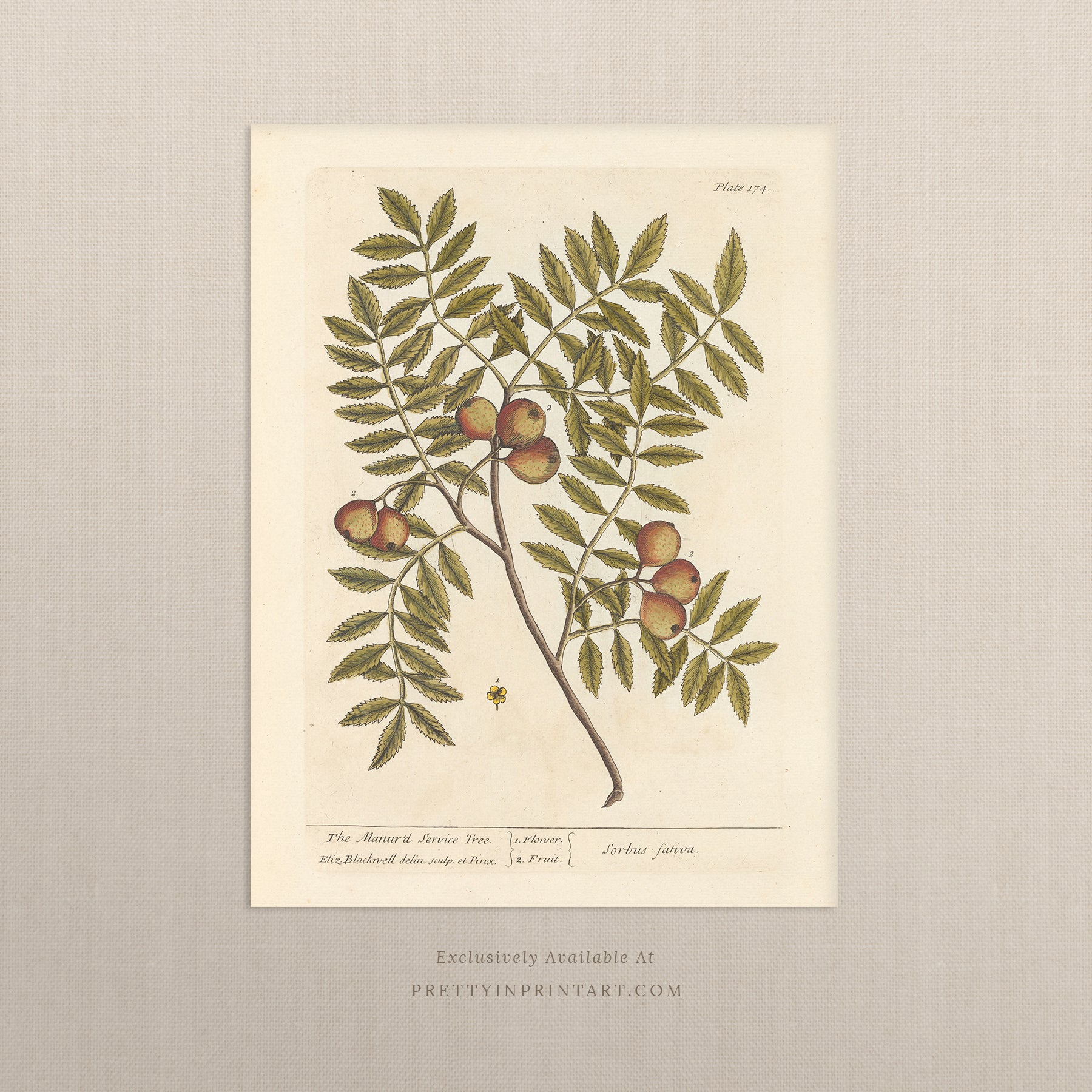 Vintage herb and flower illustration print, antique botanical artwork, elegant wall decor for home or study