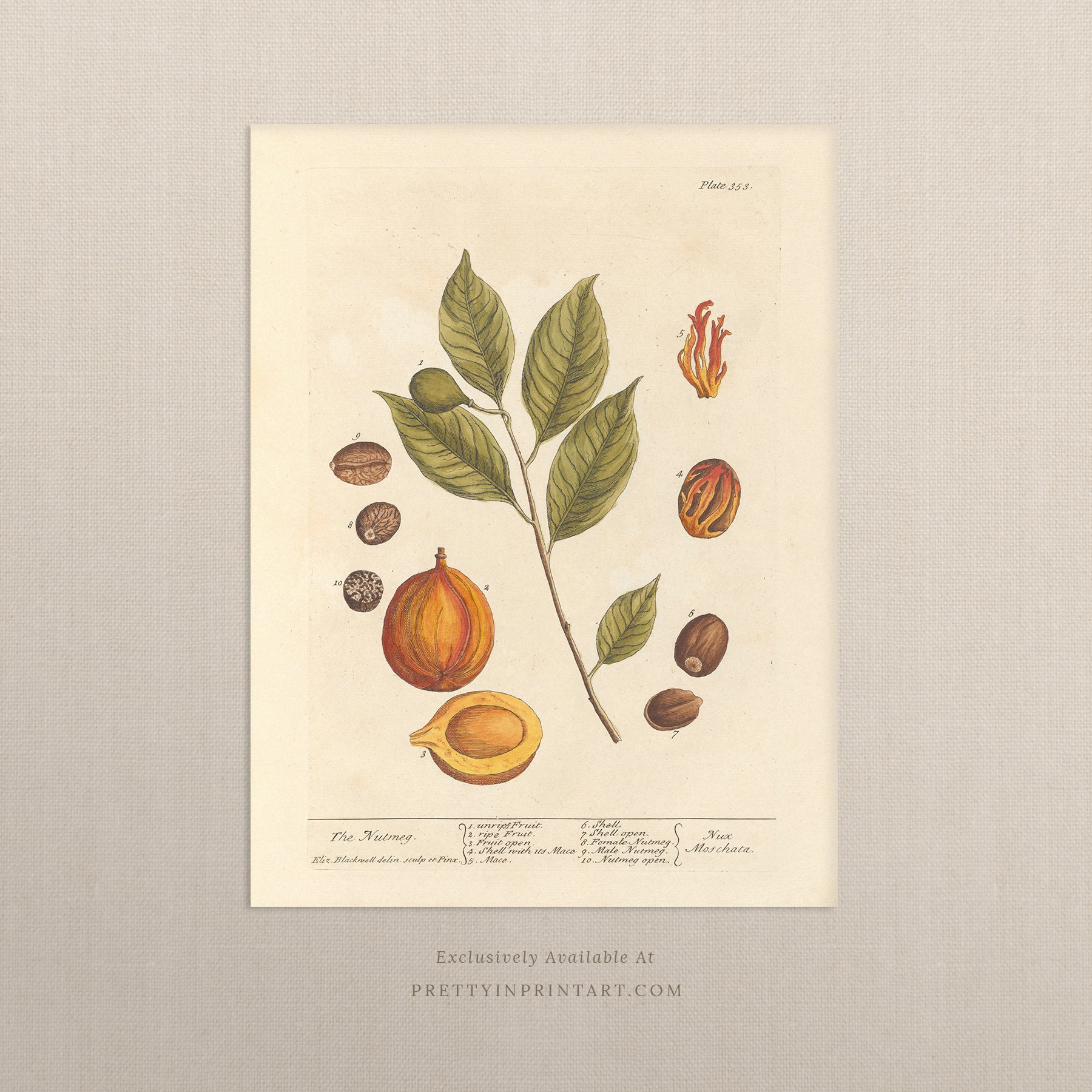 Vintage herb and flower illustration print, antique botanical artwork, elegant wall decor for home or study