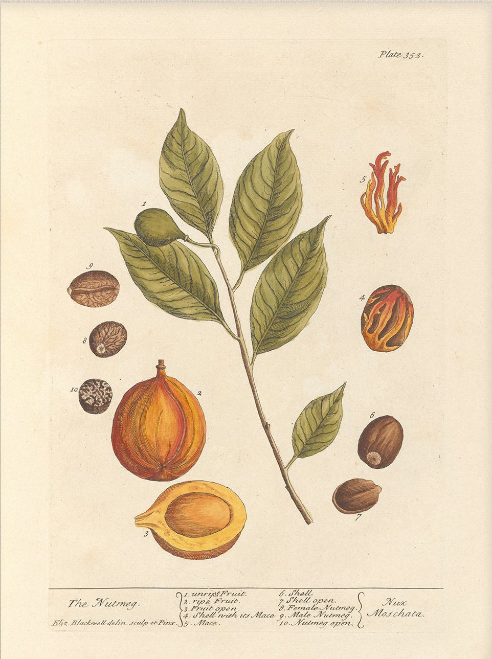 Antique Botanical Art 0058 - The Nutmeg |  Unframed