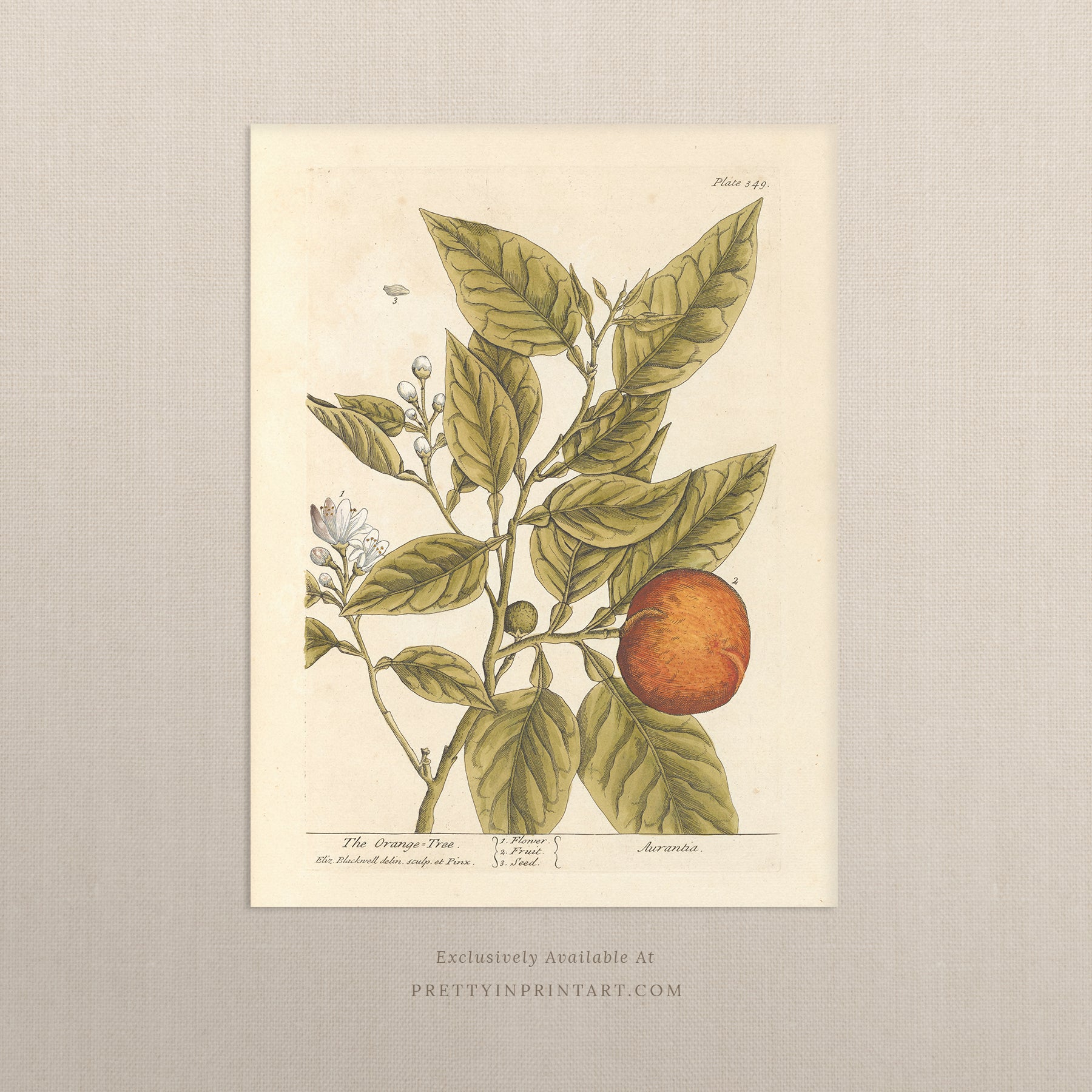 Vintage herb and flower illustration print, antique botanical artwork, elegant wall decor for home or study