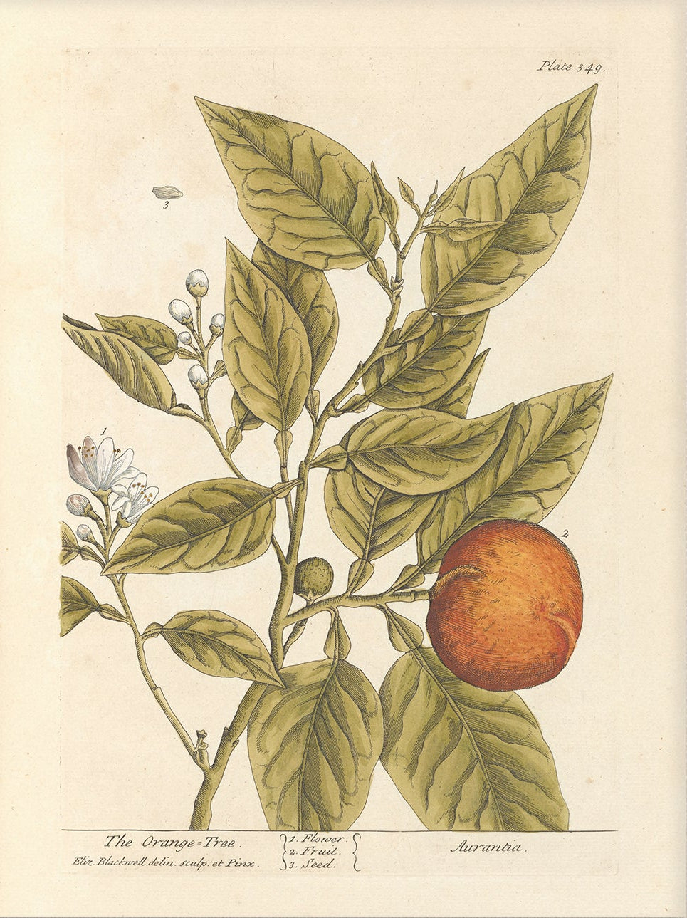 Antique Botanical Art 0058 - The Orange Tree |  Unframed