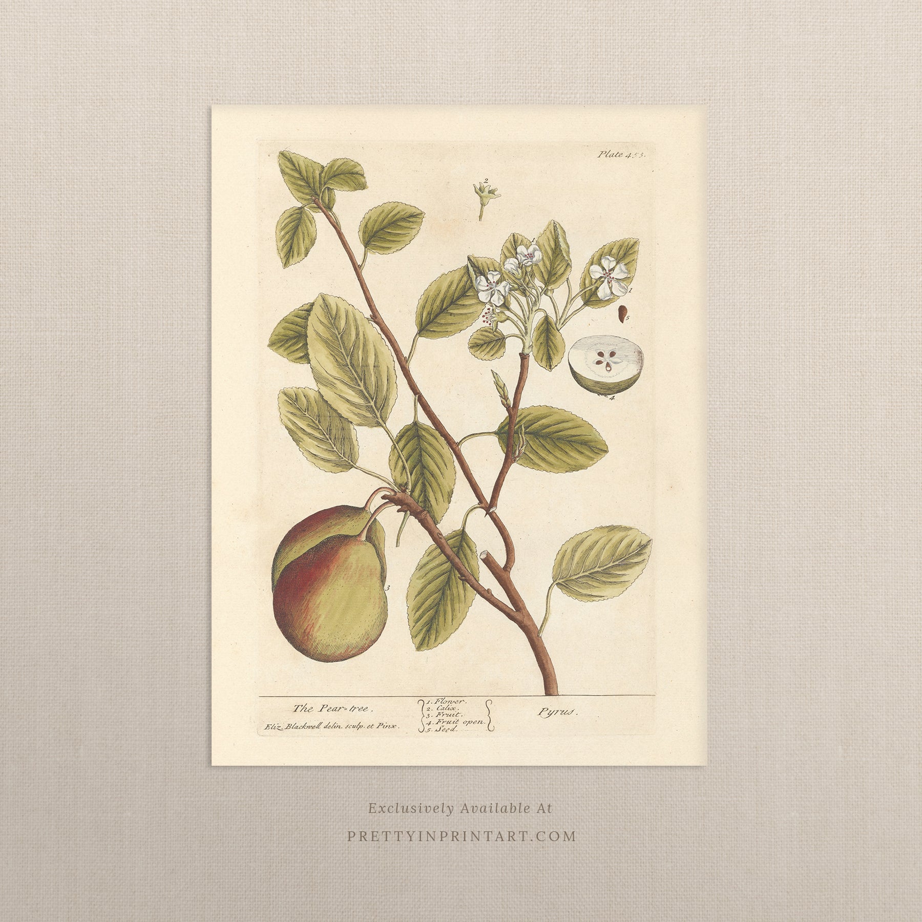 Vintage herb and flower illustration print, antique botanical artwork, elegant wall decor for home or study