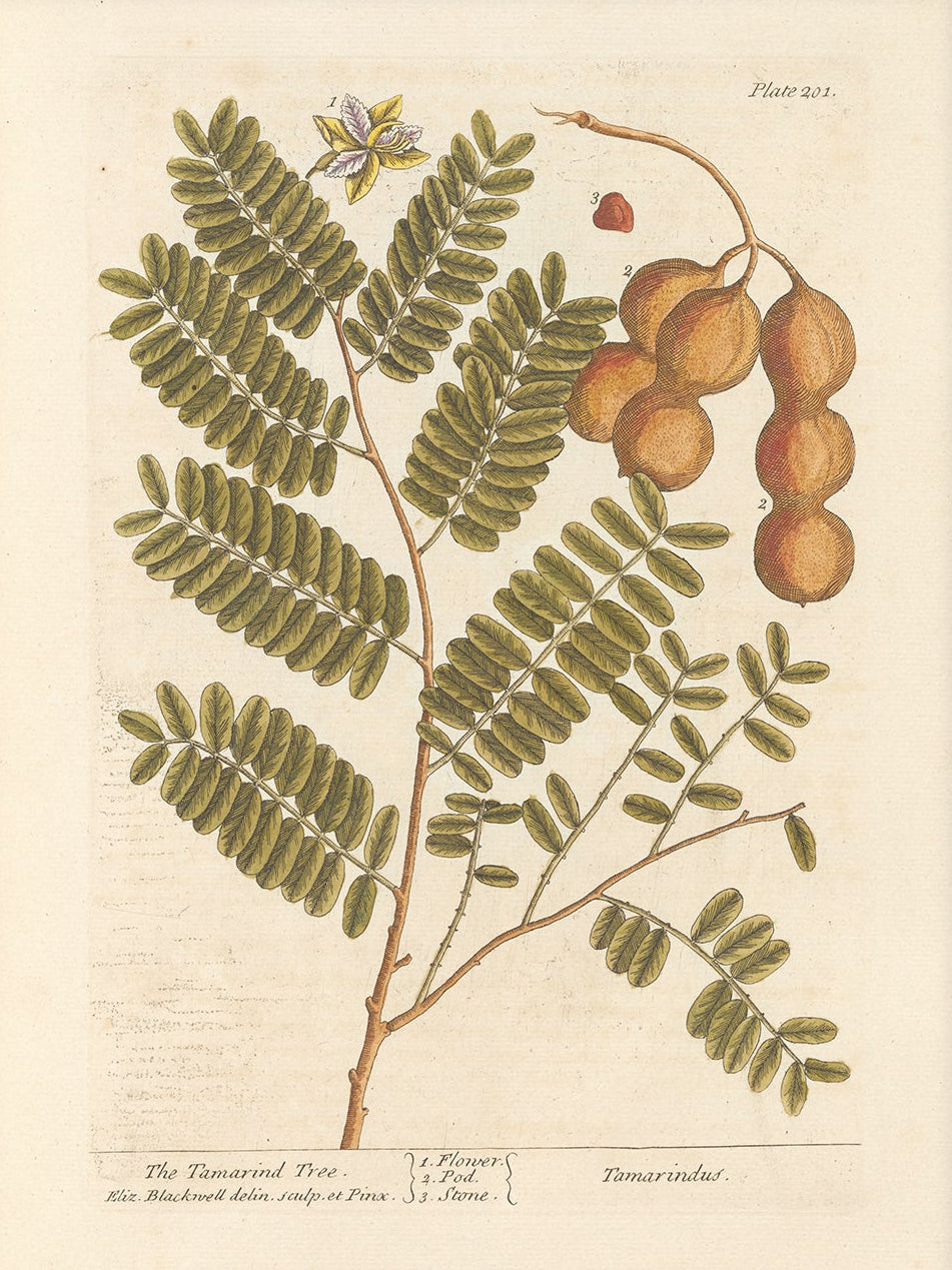 Antique Botanical Art 0058 - The Tamarind Tree |  Unframed