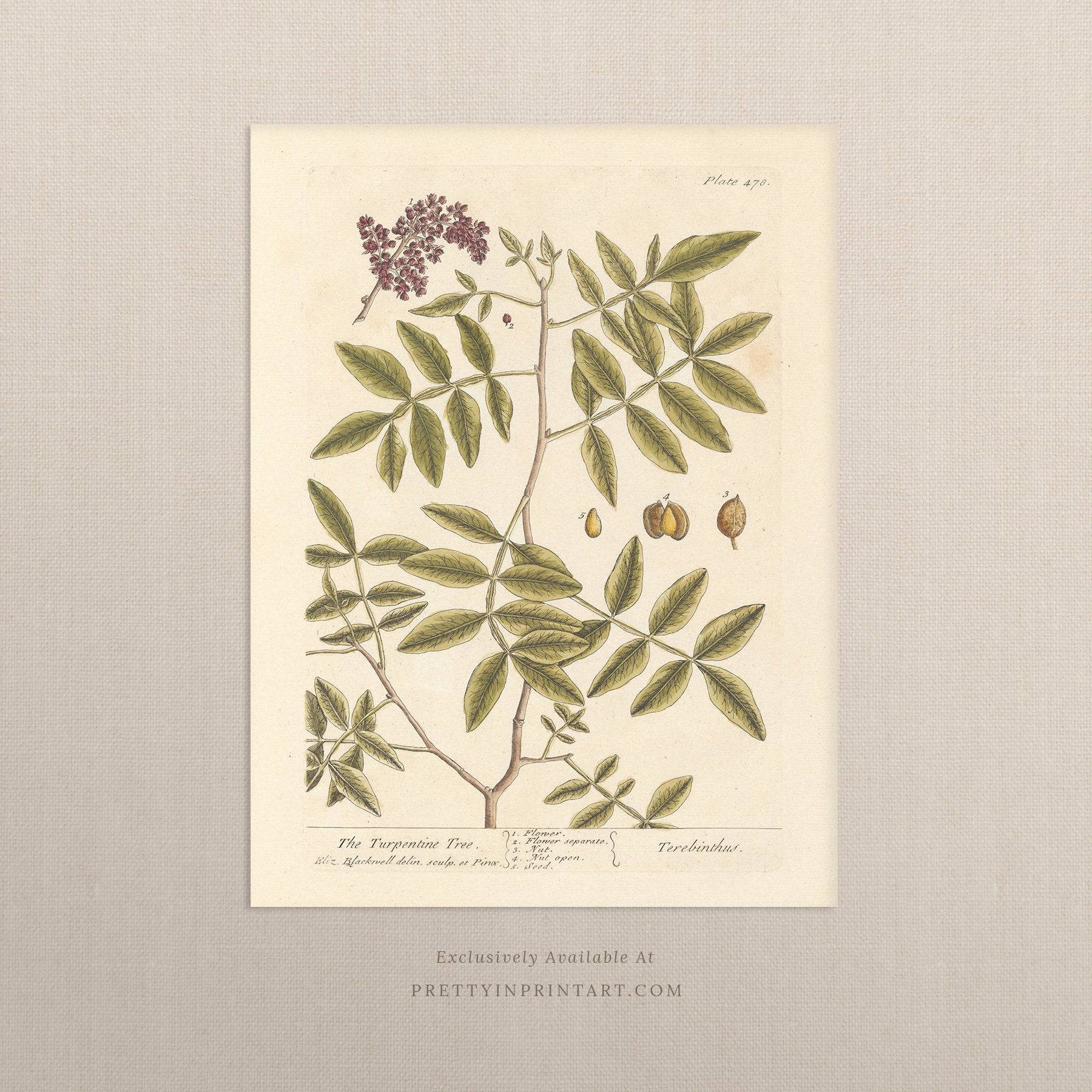 Vintage herb and flower illustration print, antique botanical artwork, elegant wall decor for home or study