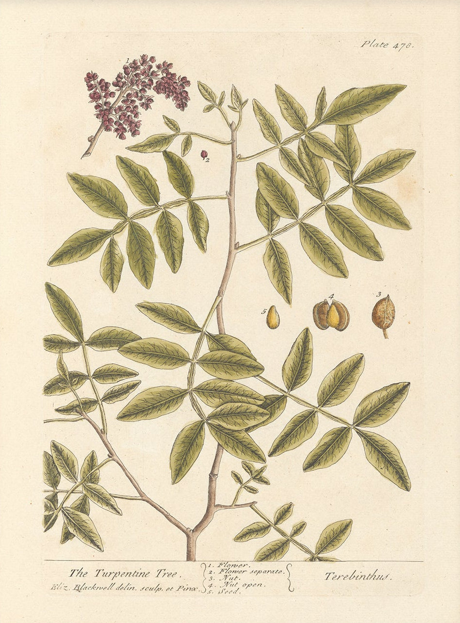 Antique Botanical Art 0058 - The Turpentine Tree |  Unframed