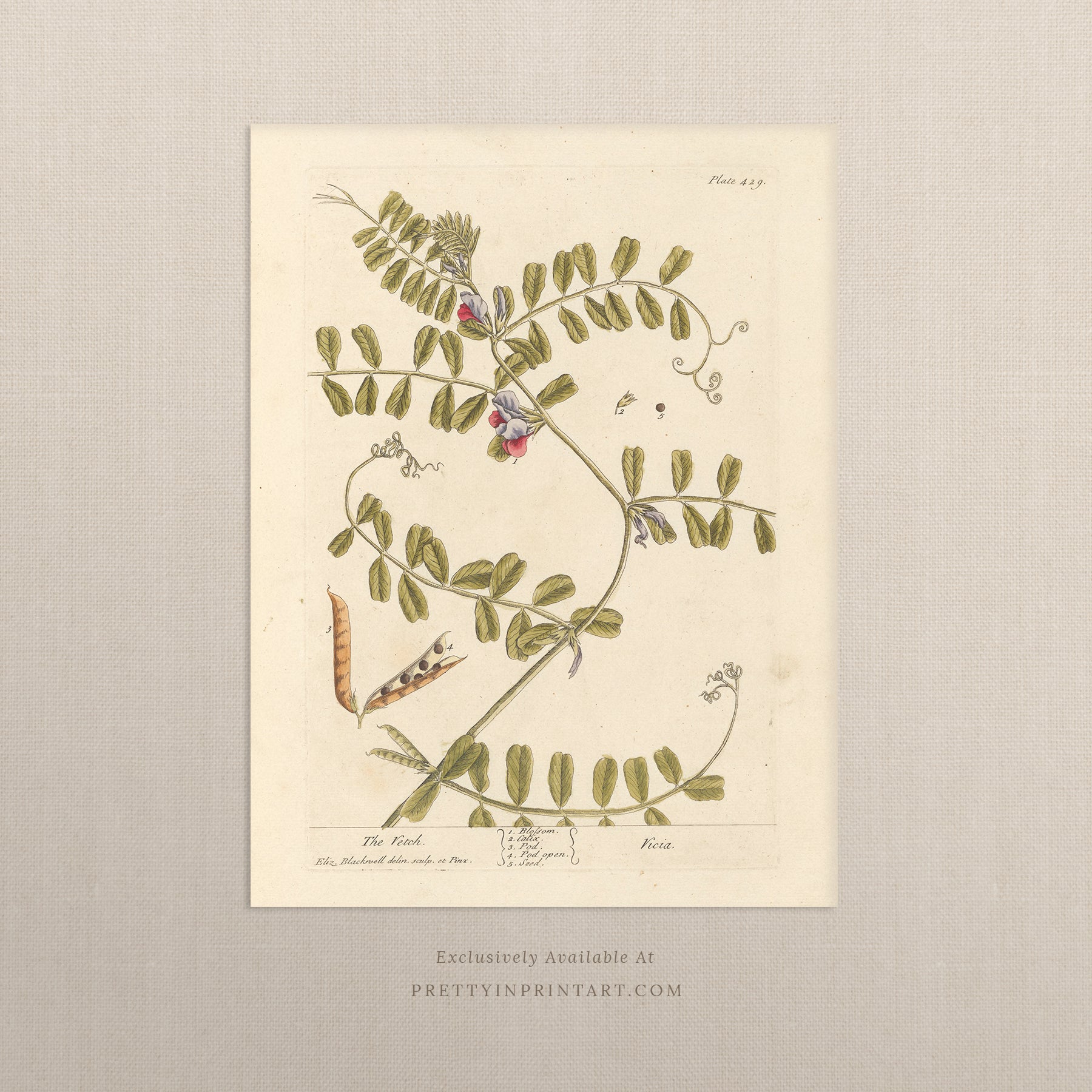 Vintage herb and flower illustration print, antique botanical artwork, elegant wall decor for home or study