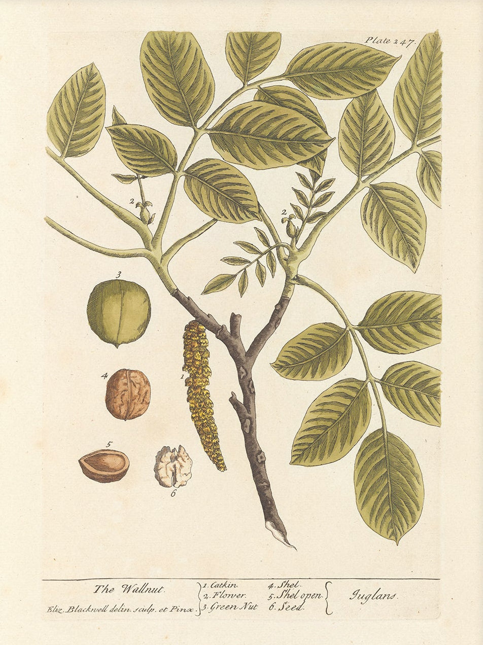 Antique Botanical Art 0058 - The Walnut |  Unframed