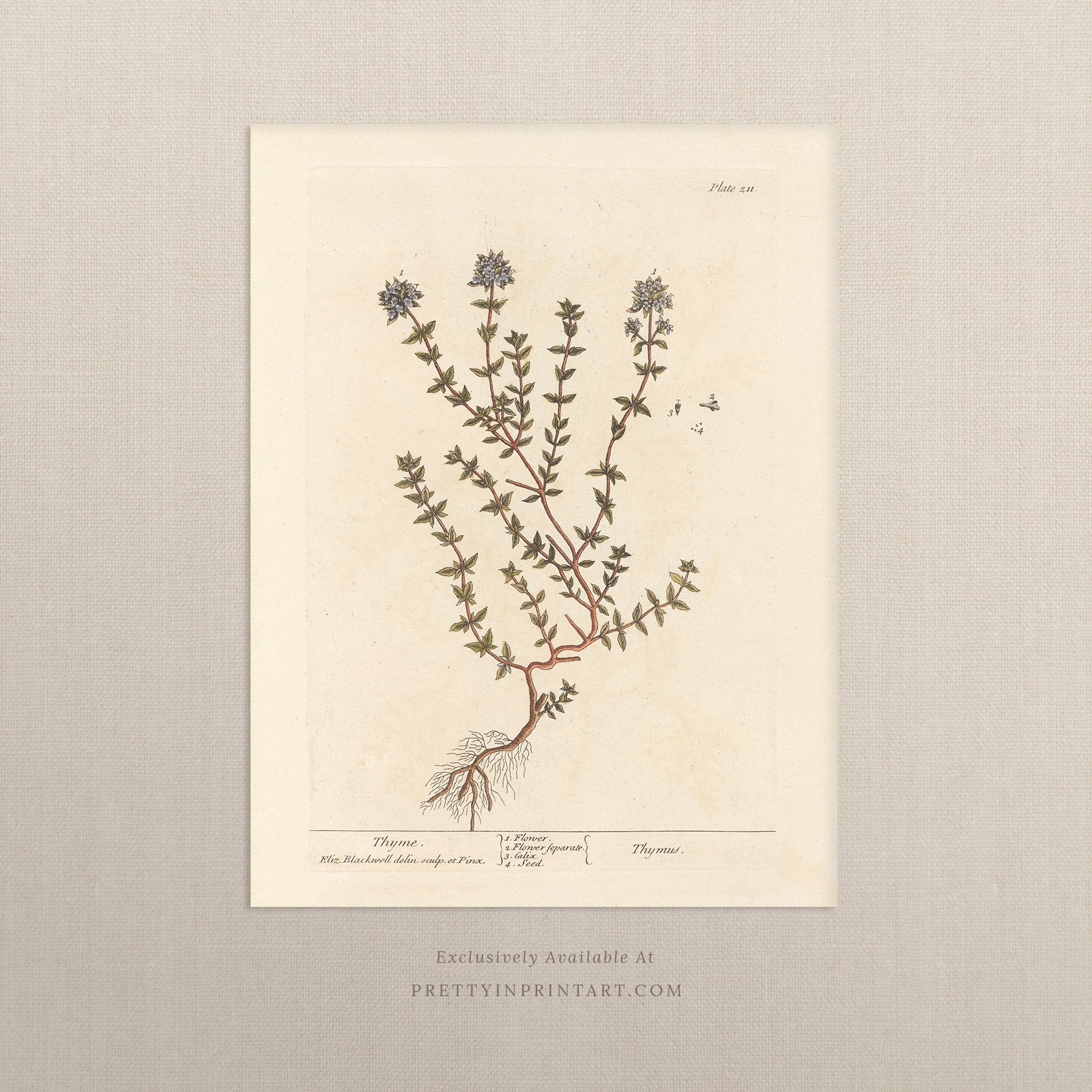 Vintage herb and flower illustration print, antique botanical artwork, elegant wall decor for home or study