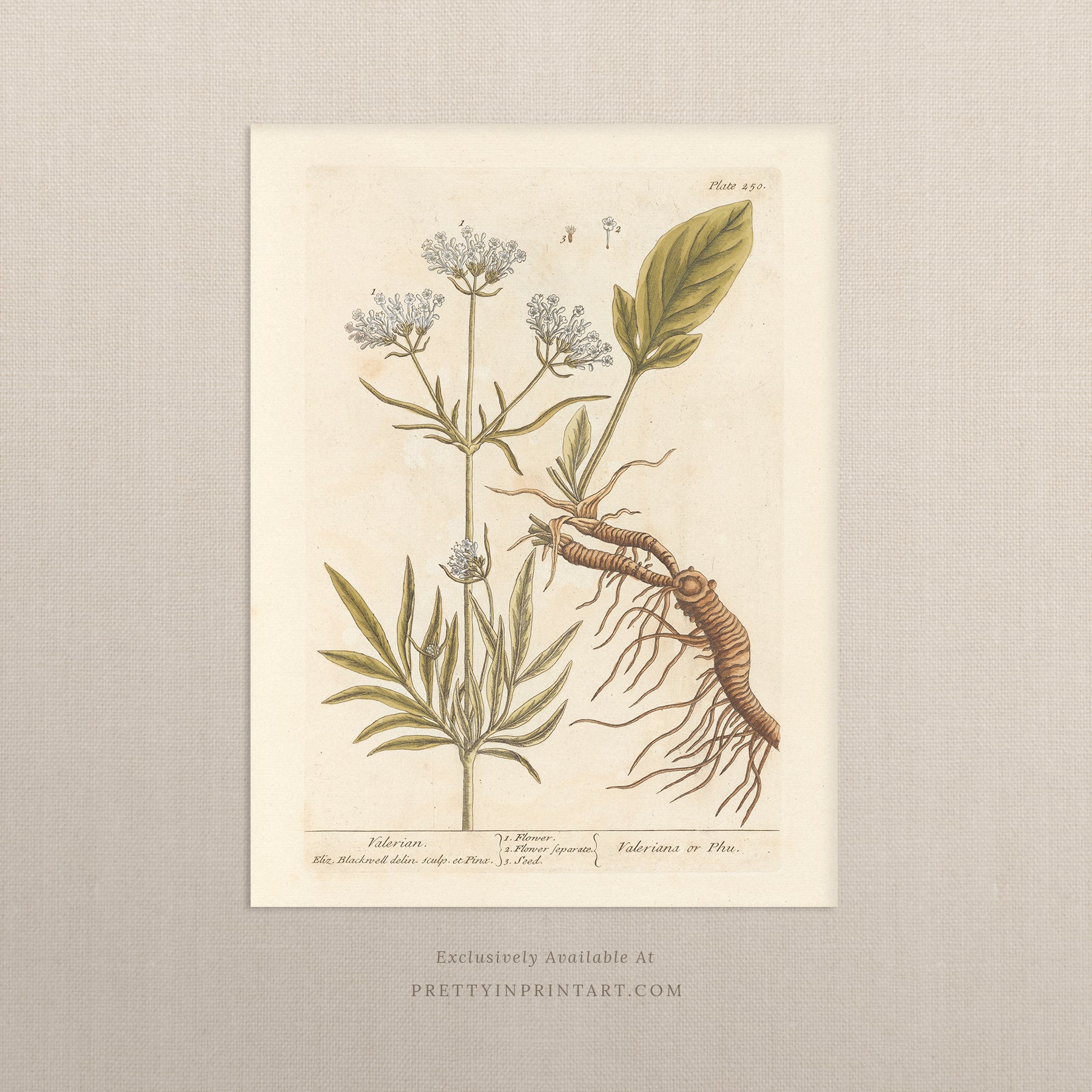 Vintage herb and flower illustration print, antique botanical artwork, elegant wall decor for home or study