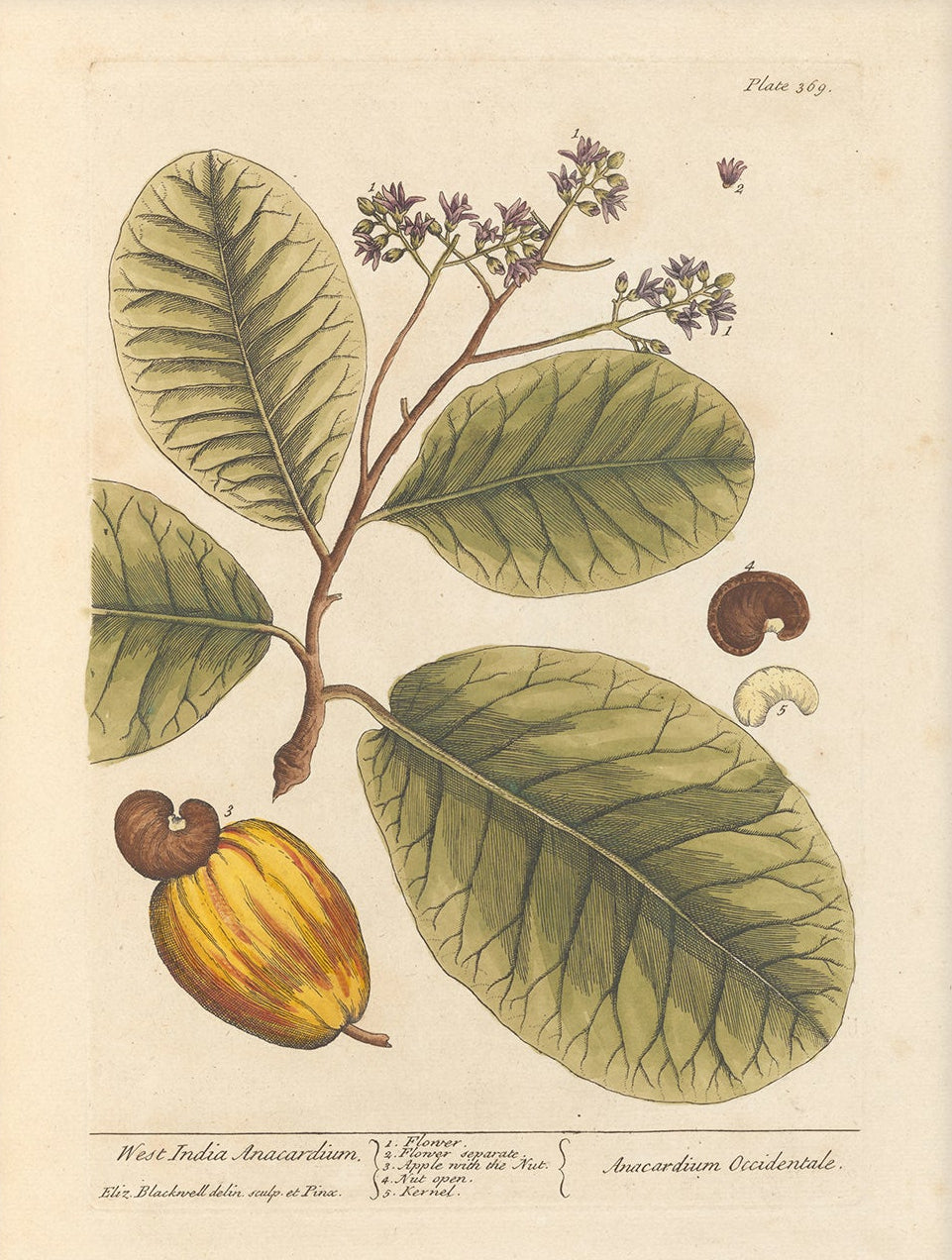 Antique Botanical Art 0058 - West India Anacardium |  Unframed
