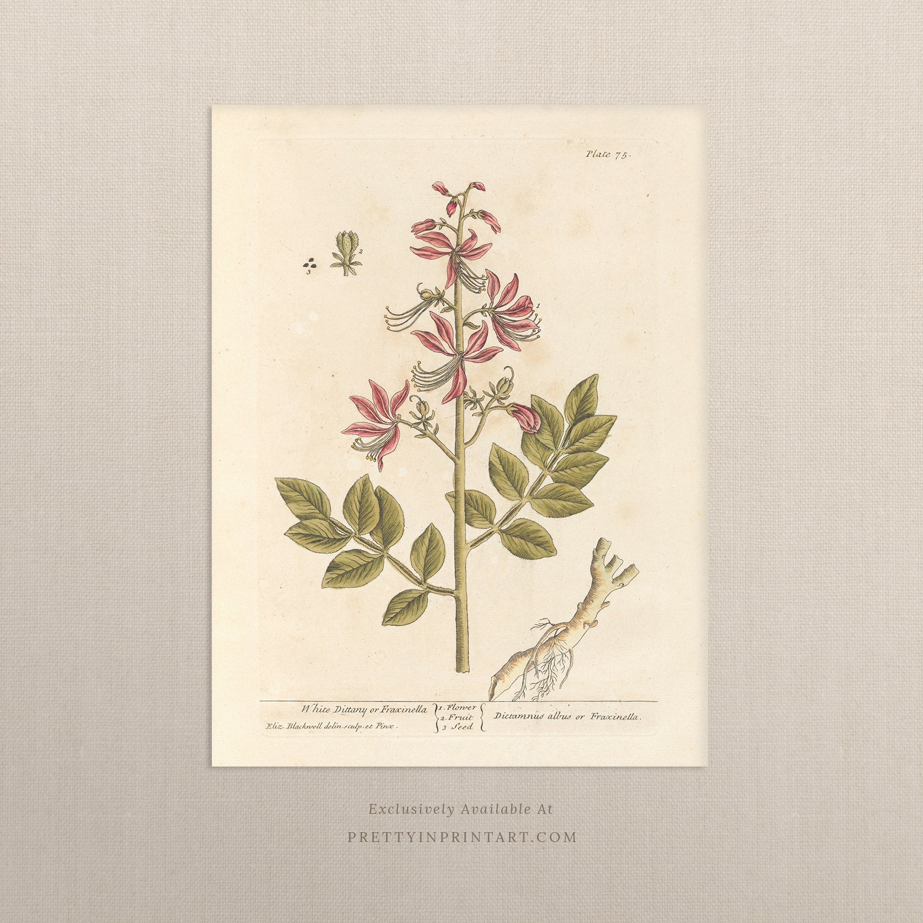 Vintage herb and flower illustration print, antique botanical artwork, elegant wall decor for home or study